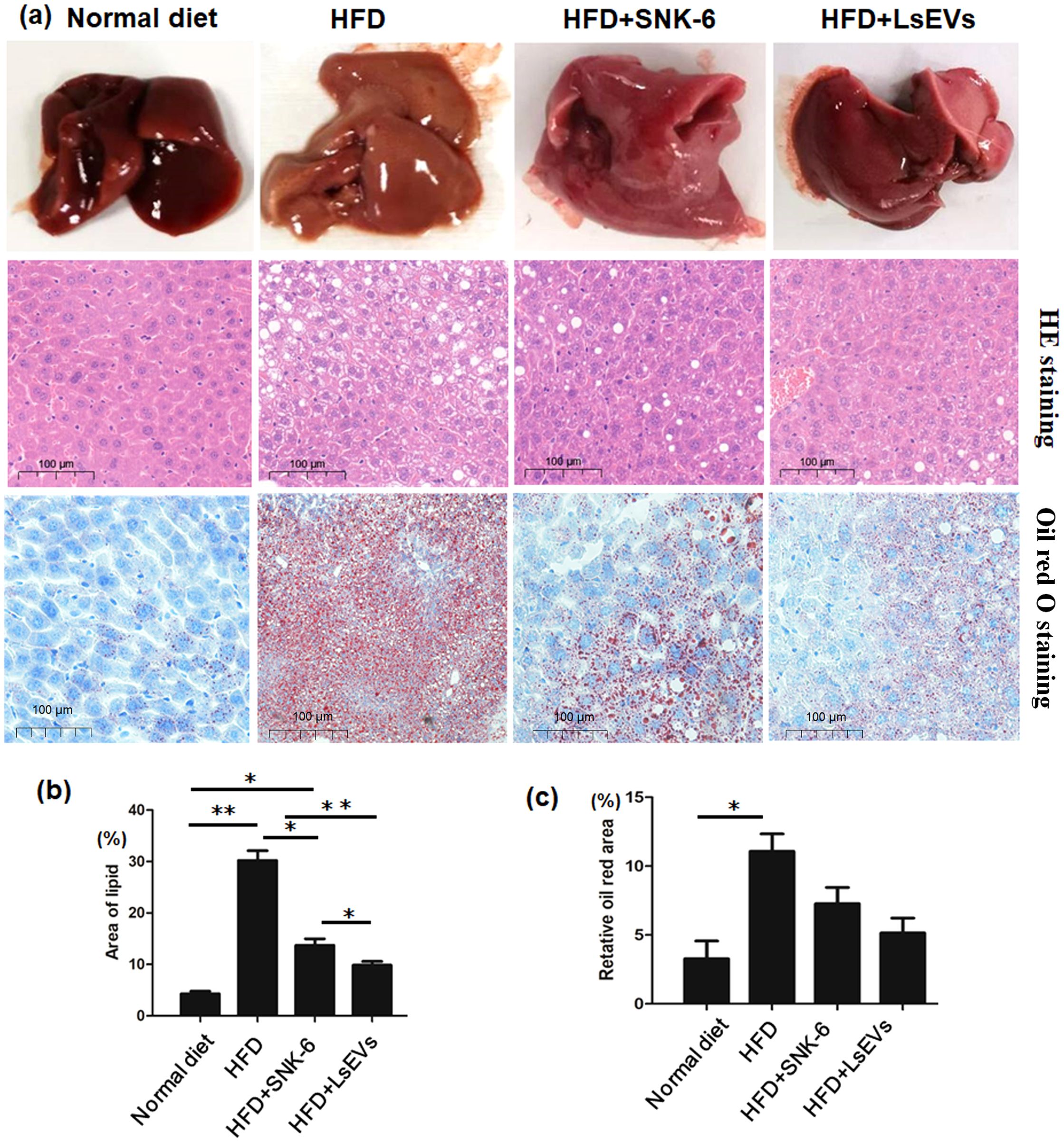Four panels compare liver tissues and lipid content across different diets. Panel (a) shows liver samples under normal diet, high-fat diet (HFD), HFD with SNK-6, and HFD with LsEVs, accompanied by HE and Oil Red O staining. Panel (b) is a bar graph depicting the area of lipid percentage, and panel (c) shows the relative Oil Red O area percentage, both highlighting significant differences across diet groups.