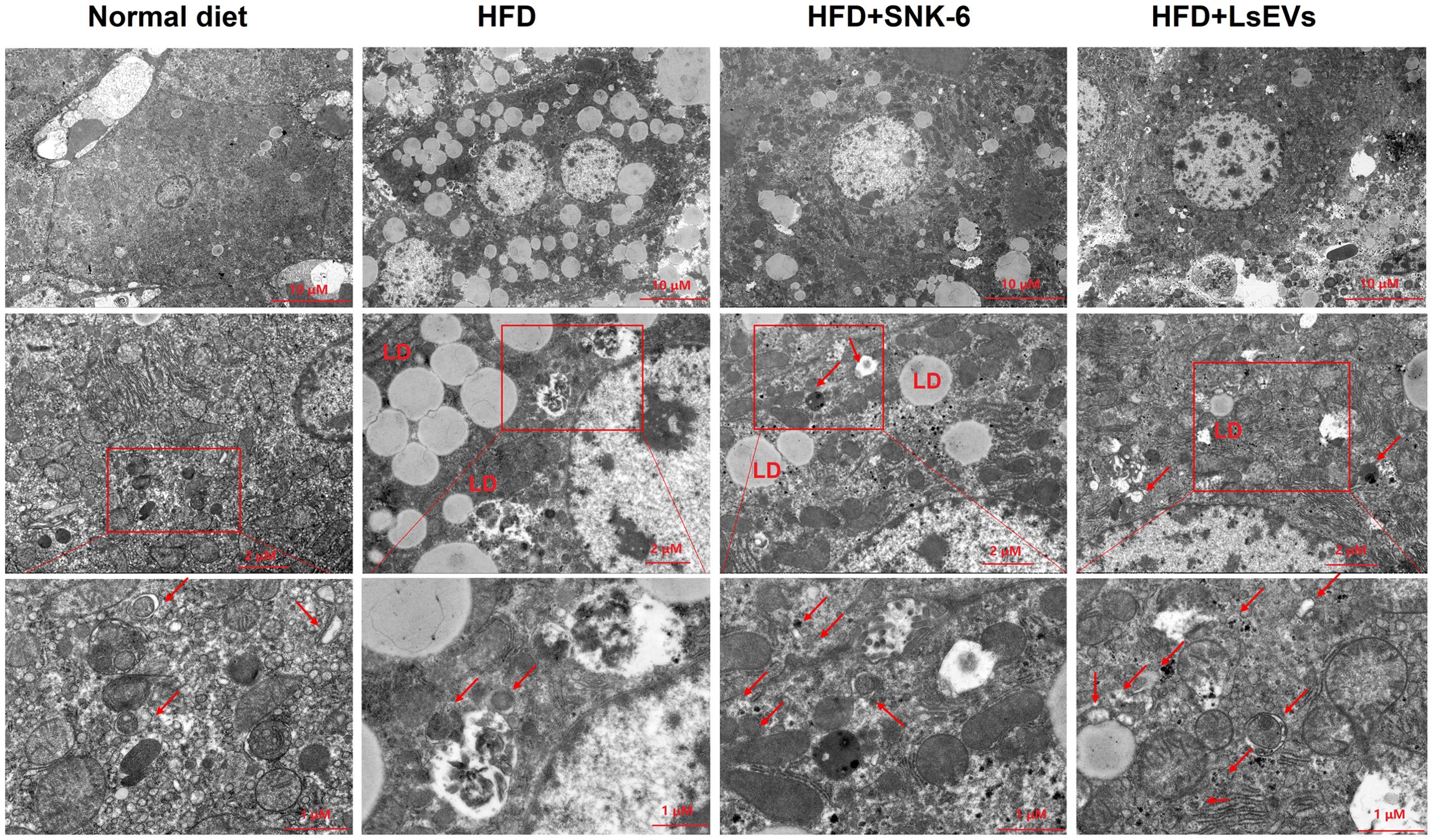 Electron microscopy images showing liver tissue sections under different conditions: normal diet, high-fat diet (HFD), HFD with SNK-6, and HFD with LsEVs. Each set includes a series of images showing cellular structures and lipid droplets, with magnified views. Red boxes and arrows highlight areas of interest, indicating cellular changes and formations at different scales ranging from ten micrometers to one micrometer.