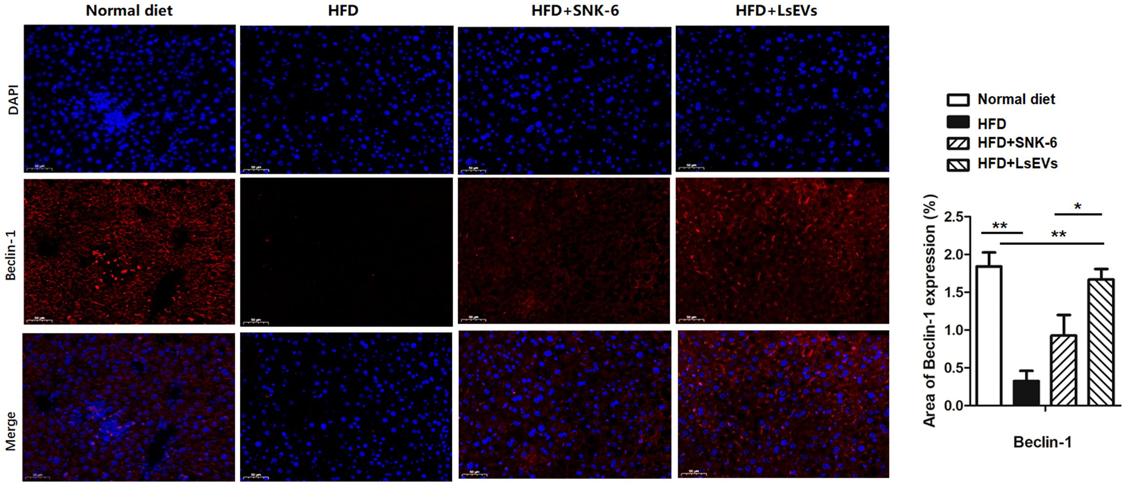 Fluorescence microscopy images and a bar graph illustrating Beclin-1 expression in liver tissues under different conditions: normal diet, high-fat diet (HFD), HFD with SNK-6, and HFD with LsEVs. DAPI-stained nuclei appear blue, Beclin-1 red, and merged images show colocalization. The bar graph displays the percentage of Beclin-1 expression. Statistical significance is indicated with asterisks.