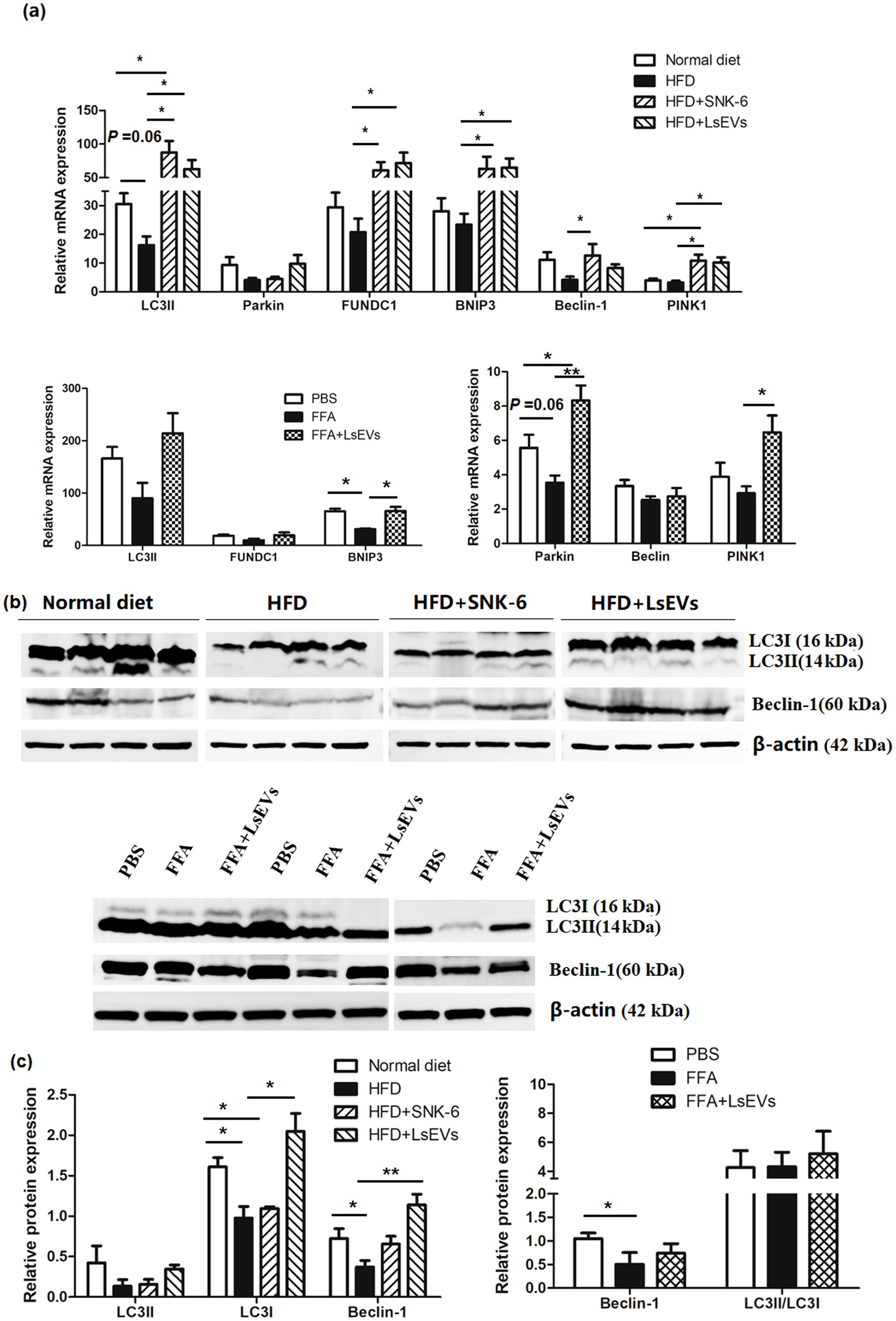 Graphs and Western blot images showing the impact of different diets on protein and mRNA expression levels. Panel (a) displays bar graphs of relative mRNA expression levels for LC3II, Parkin, FUNDC1, BNIP3, Beclin-1, and PINK1 under various dietary conditions. Panel (b) presents Western blot results for LC3I, LC3II, Beclin-1, and β-actin across different diets. Panel (c) includes bar graphs of relative protein expression levels for LC3II, LC3I, Beclin-1, comparing normal diet, HFD, HFD+SNK-6, and HFD+LsEVs treatments. Asterisks indicate significant differences.