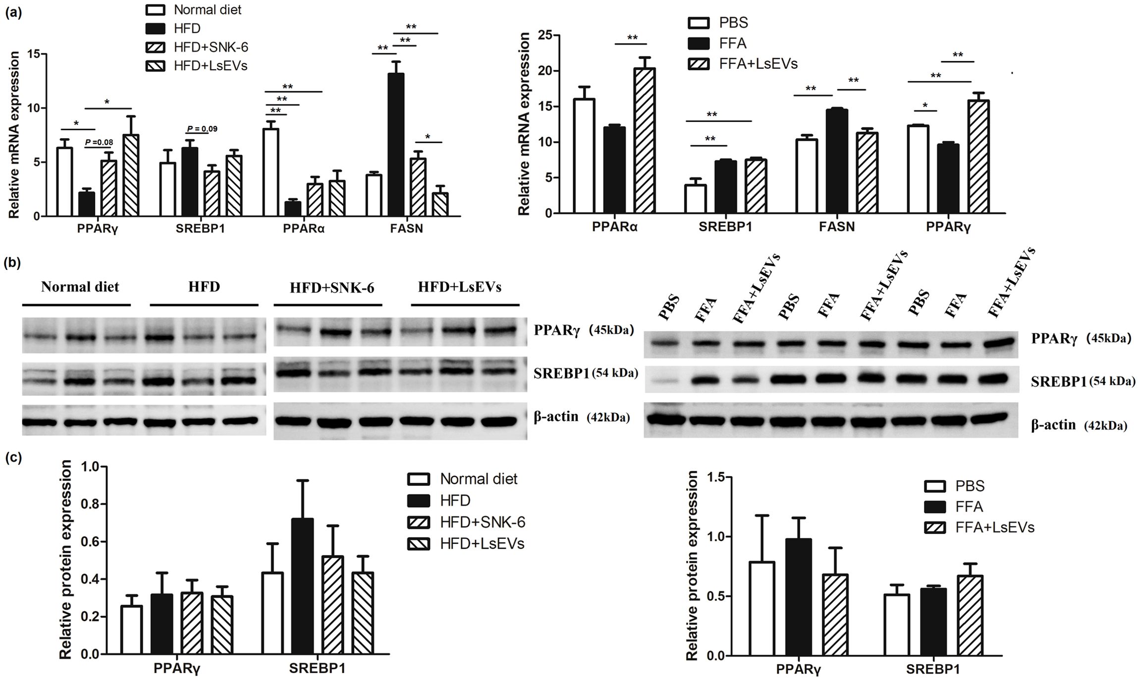 Bar graphs and Western blot analyzes the effects of different diets and treatments on gene and protein expression. (a) Bar graphs show relative mRNA expression of PPARγ, SREBP1, PPARα, and FASN for different diet groups, with significant differences marked. (b) Western blot shows protein expression of PPARγ, SREBP1, and β-actin under various conditions. (c) Bar graphs depict relative protein expression, comparing treatments. Various diet and treatment groups are represented, including normal diet, HFD, SNK-6, LsEVs, PBS, and FFA, indicating how diets affect gene and protein expression levels.
