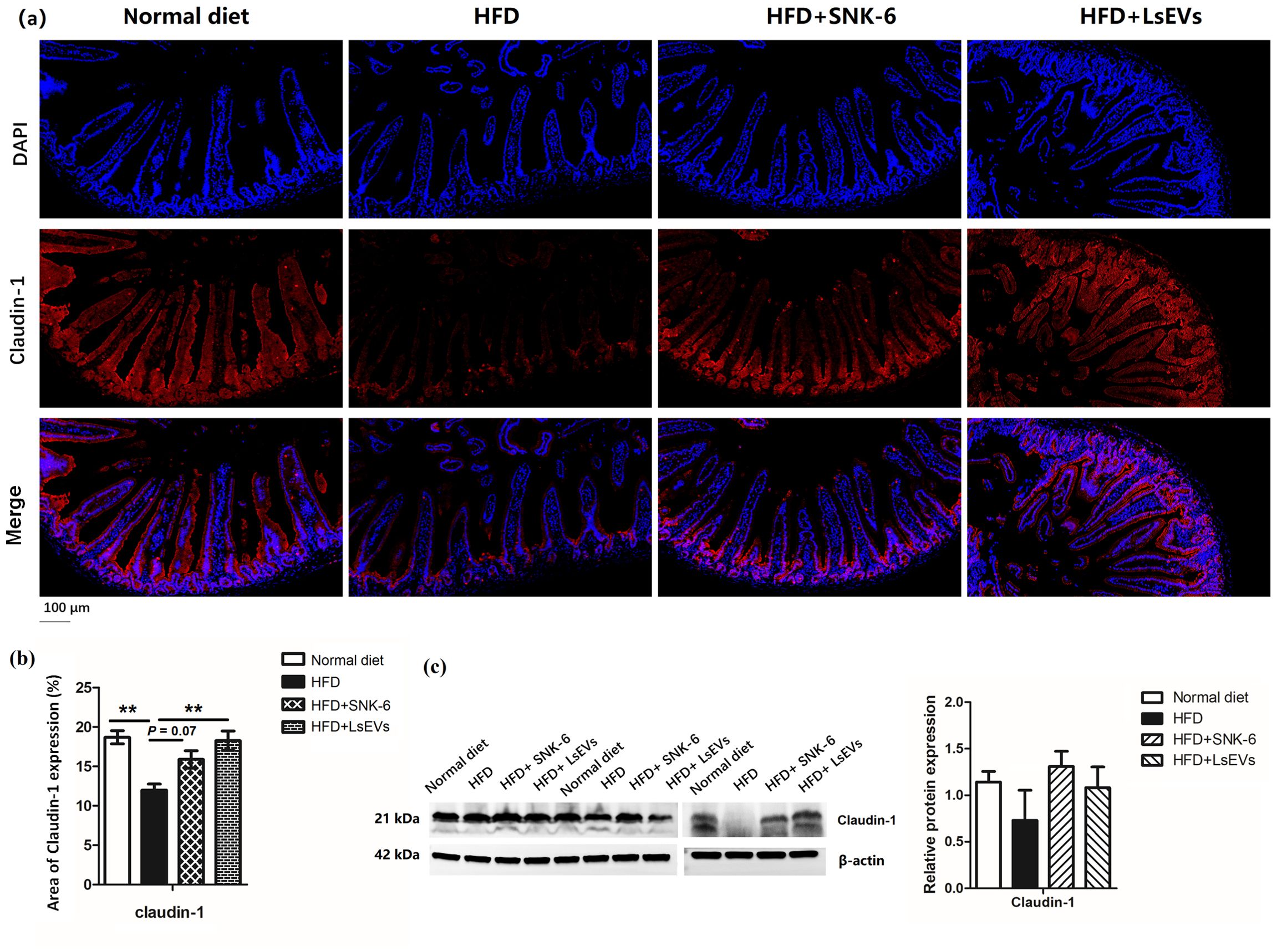 Fluorescent images display claudin-1 expression in intestinal sections under normal diet, high-fat diet (HFD), HFD with SNK-6, and HFD with LsEVs. DAPI stains nuclei blue, claudin-1 appears in red, and a merged view combines both stains. A bar graph shows the percentage of claudin-1 area across different diets. A Western blot image quantifies claudin-1 and β-actin for each condition, and a bar graph illustrates relative protein expression compared to β-actin.