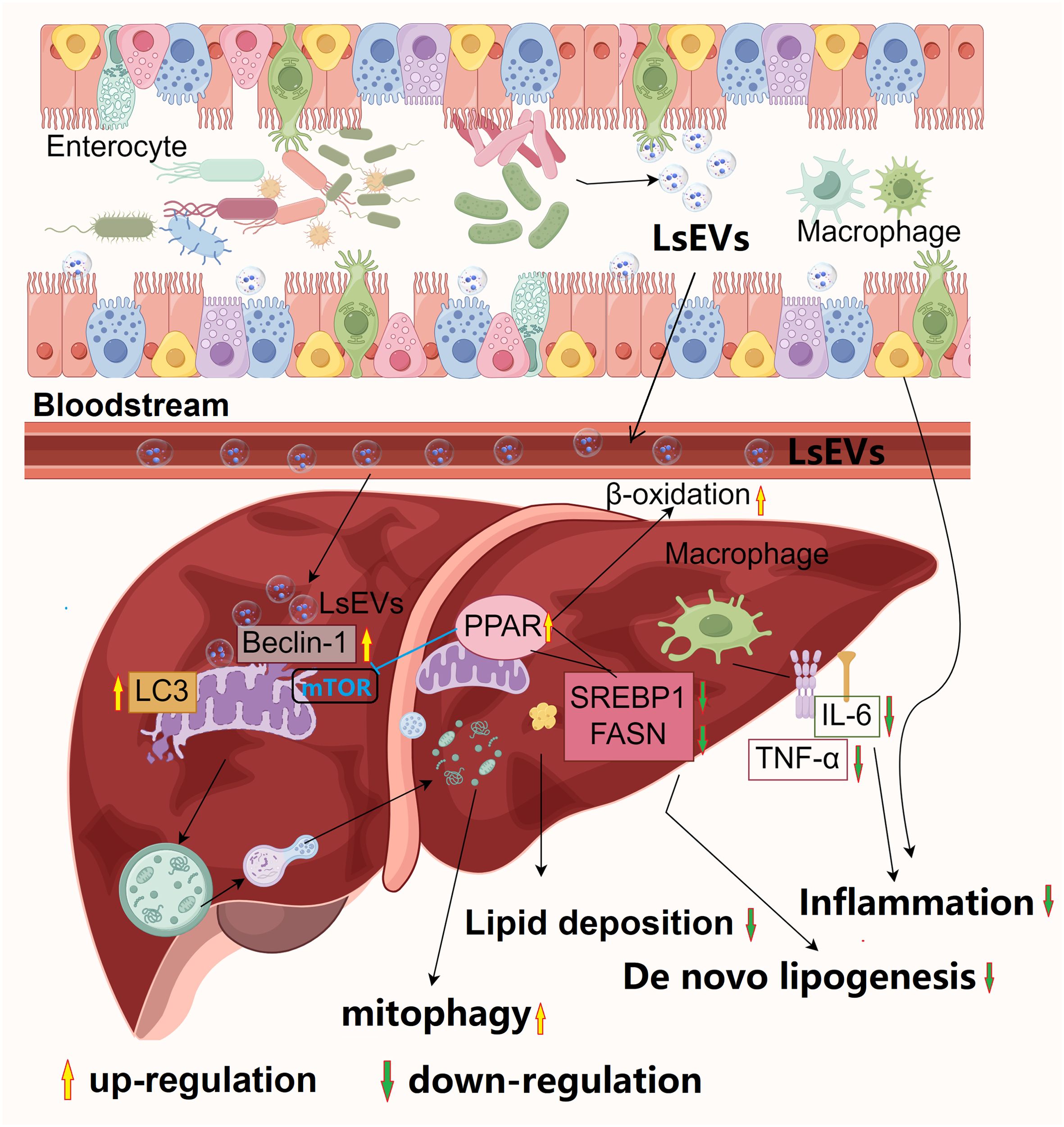 Diagram illustrating the journey of large small extracellular vesicles (LsEVs) from enterocytes to the liver, involving bloodstream transport. In the liver, LsEVs affect various processes: up-regulating mitophagy, beta-oxidation, and PPAR; while down-regulating lipid deposition, inflammation, and de novo lipogenesis. Key molecules include LC3, Beclin-1, and mTOR. Interactions with macrophages and modulation of IL-6 and TNF-alpha are highlighted. Up-regulation and down-regulation are represented with arrows.