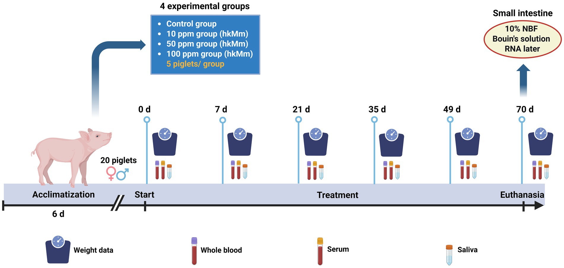 Timeline diagram showing the experimental design of the study. Four experimental groups include a control, and groups which received 10, 50, and 100 ppm of hkMm, with five piglets each. The study spans 70 days, with acclimatization for 6 days, followed by treatment. Data on weight, whole blood, serum, and saliva are collected at intervals (0, 7, 21, 35, 49, 70 days). Euthanasia occurs on day 70, taking small intestine samples for further analysis.