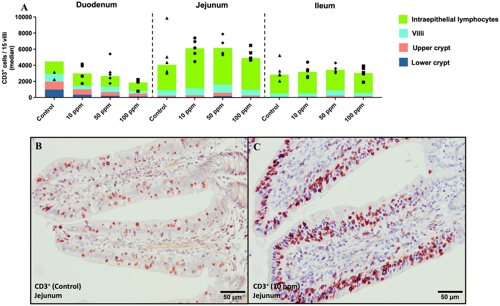 Graphical representation of CD3+ immunolabeling across the three segments of the small intestine at different tissue levels. Chart A shows CD3+ cell counts in duodenum, jejunum, and ileum with different treatments (control, 10 ppm, 50 ppm, 100 ppm) with color-coded regions for intraepithelial lymphocytes, villi, upper and lower crypts. Image B is representative immunohistochemistry from a jejunum sample from a control animal with scattered CD3+ cells. Image C is representative immunohistochemistry from a jejunum sample from a 10 ppm animal with abundant CD3+ cells.