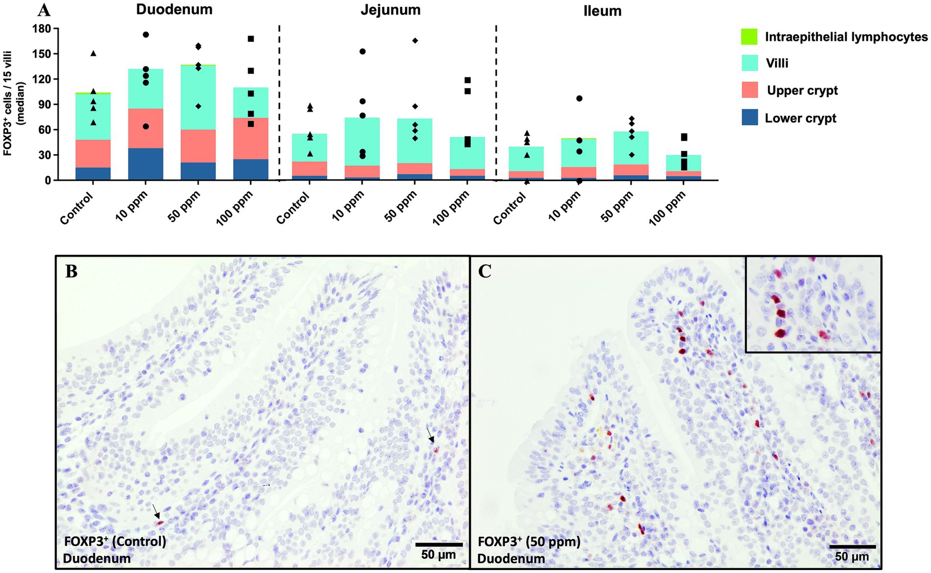 Graphical representation of FOXP3+ immunolabeling across the three segments of the small intestine at different tissue levels. Chart A shows FOXP3+ cell counts in duodenum, jejunum, and ileum with different treatments (control, 10 ppm, 50 ppm, 100 ppm) with color-coded regions for intraepithelial lymphocytes, villi, upper and lower crypts. Image B is representative immunohistochemistry from a duodenum sample from a control animal with few FOXP3+ cells (arrows). Image C is representative immunohistochemistry from a jejunum sample from a 50 ppm animal with higher number of FOXP3+ cells.