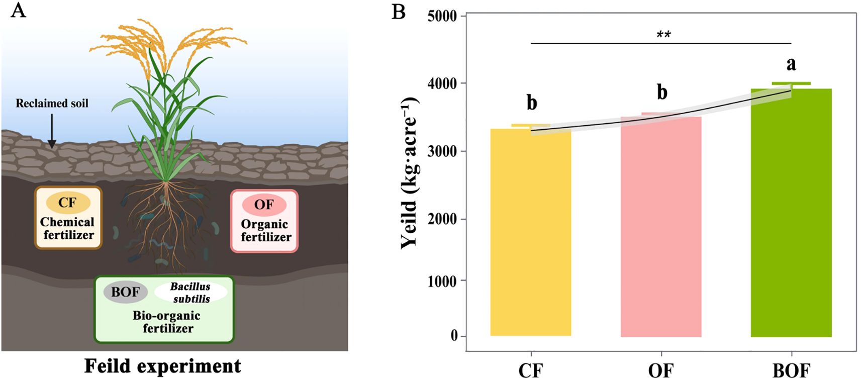 Illustration showing a plant in reclaimed soil, with roots exposed to chemical fertilizer (CF), organic fertilizer (OF), and bio-organic fertilizer (BOF) with Bacillus subtilis. A bar graph compares the yield (kg per acre) for CF, OF, and BOF. BOF achieves the highest yield, followed by OF and CF, with a significant difference indicated by asterisks and letters above the bars.