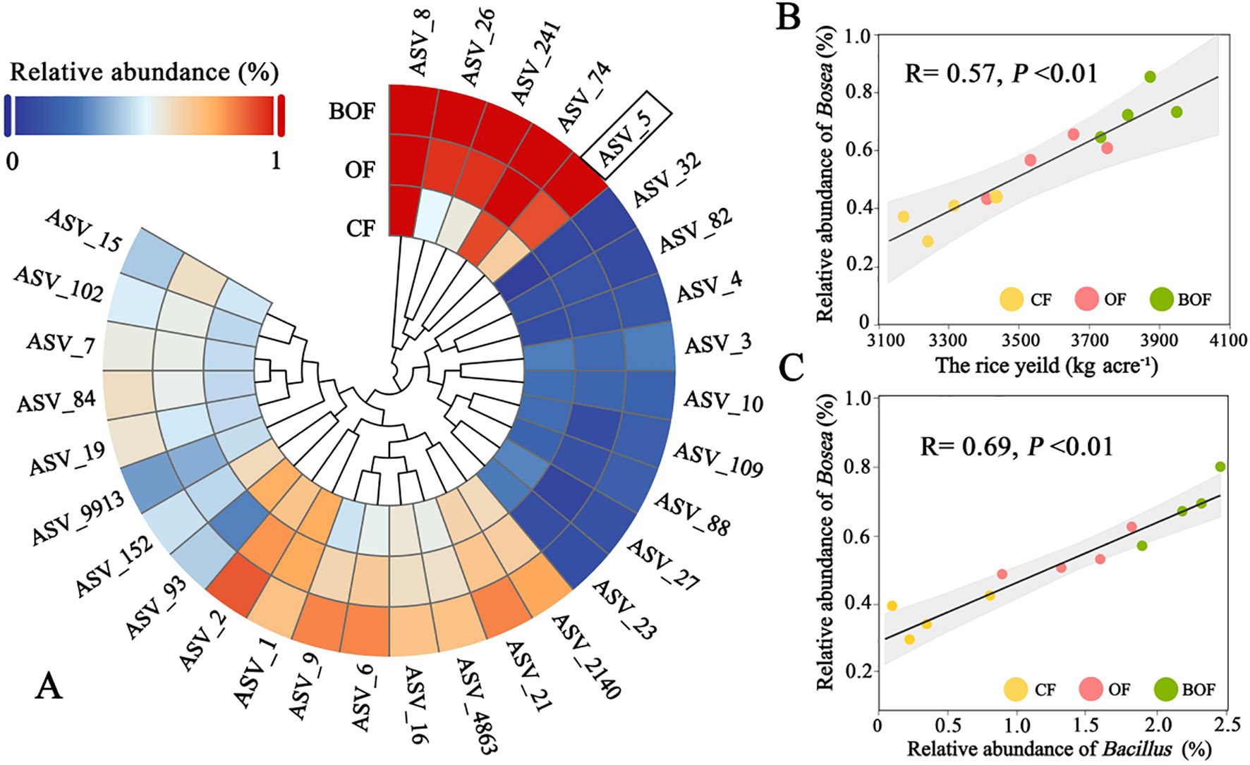 Circular heatmap and two scatter plots show data on microbial abundance. Heatmap A displays relative abundance of various ASVs in different treatments (BOF, OF, CF) using a color gradient from blue to red. Scatter plot B shows a positive correlation between rice yield and relative abundance of Boscae with R = 0.57, P < 0.01. Scatter plot C illustrates a stronger correlation between abundance of Boscae and Bacillus with R = 0.69, P < 0.01. Dots are color-coded by treatment: CF (yellow), OF (orange), BOF (green).