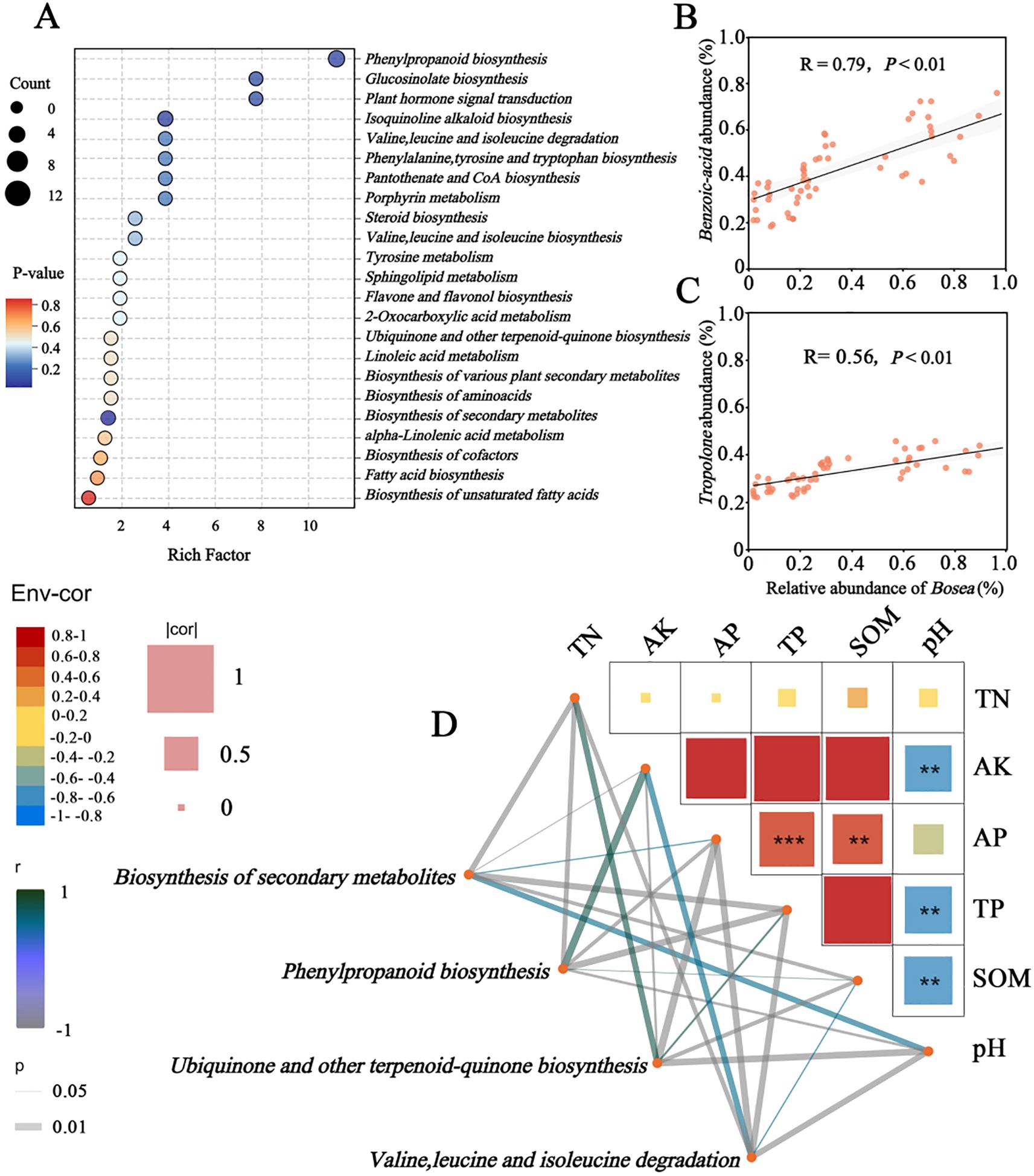 A composite image has four panels labeled A, B, C, and D. Panel A shows a bubble chart with pathways on the y-axis and rich factor on the x-axis, with bubbles indicating P-values by color and count by size. Panel B is a scatter plot showing a positive correlation between benzoic acid abundance and the relative abundance of Bosea. Panel C, another scatter plot, shows a similar positive correlation for tropolone abundance. Panel D displays a correlation network, linking six environmental variables (TN, AK, AP, TP, SOM, pH) to four biosynthesis pathways, with connecting lines indicating correlation strengths and statistical significance.