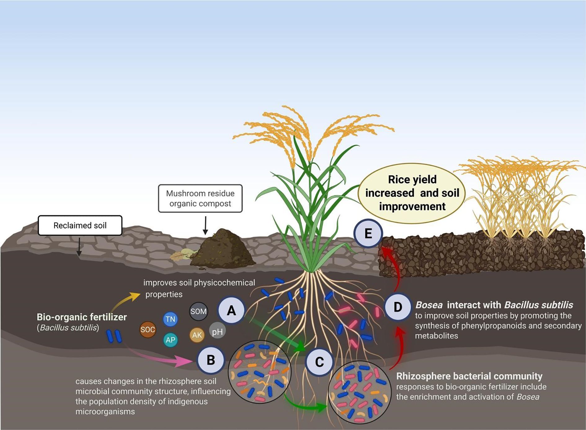 Illustration showing the role of mushroom residue organic compost and bio-organic fertilizer (Bacillus subtilis) in improving soil properties and increasing rice yield. Labels indicate nutrient improvements (SOC, TN, SOM, AP, AK, pH) and microbial interactions, leading to enhanced soil physicochemical properties and rhizosphere bacterial community changes. These processes contribute to increased rice productivity.