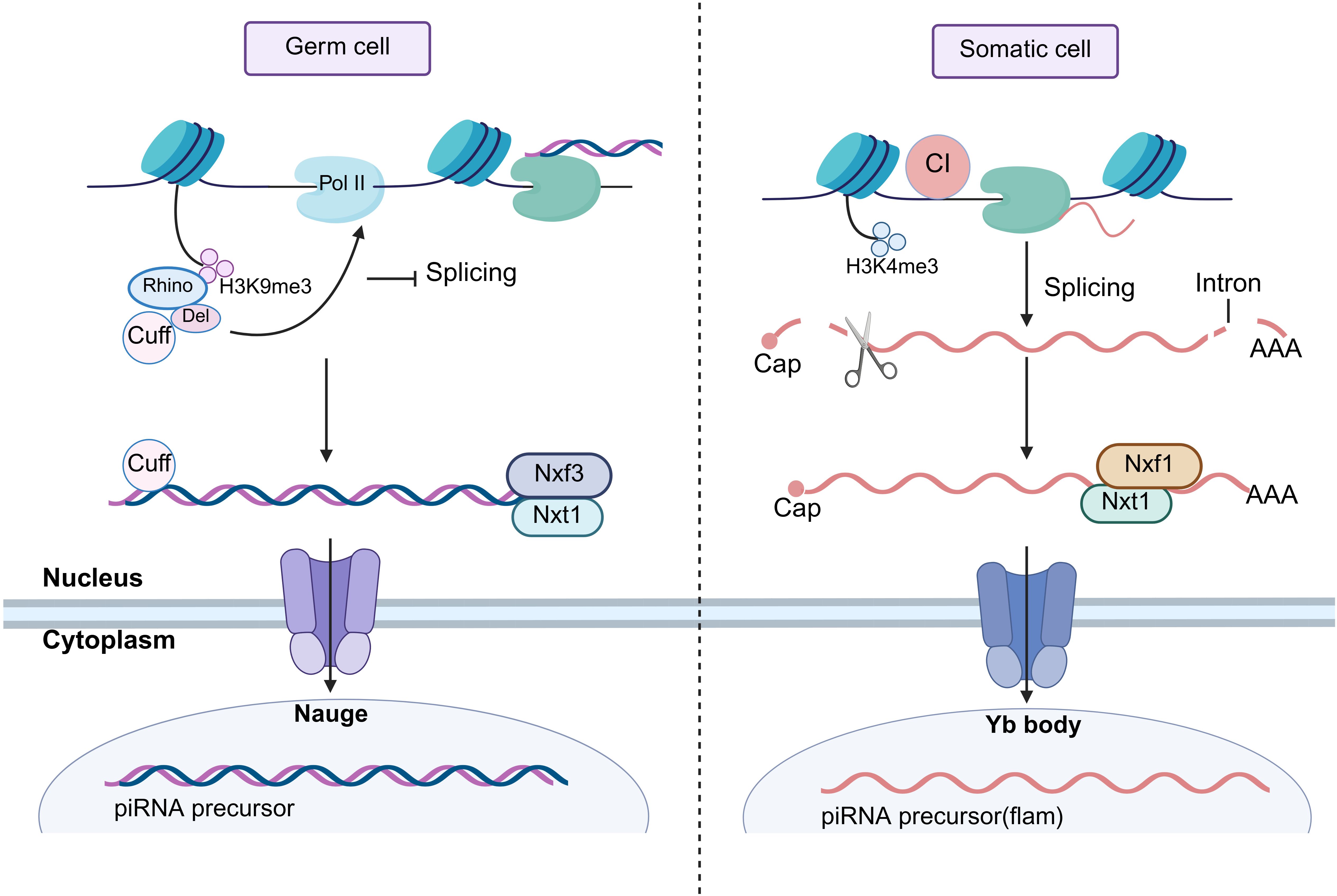 Diagram comparing gene expression processes in germ and somatic cells. In germ cells, it shows RNA splicing influenced by proteins like Pol II, Rhino, and Cuff, leading to piRNA precursor transport to the Nauge. In somatic cells, RNA splicing involves CI and results in piRNA precursor transport to the Yb body. Key proteins involved in transport include Nxf3/Nxt1 in germ cells and Nxf1/Nxt1 in somatic cells.