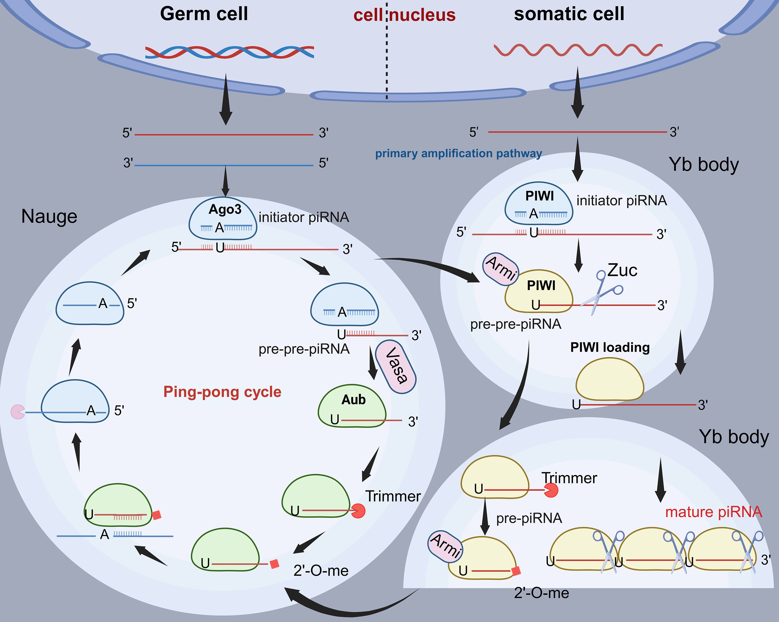 Diagram illustrating the piRNA biogenesis pathways in germ and somatic cells. In germ cells, the ping-pong cycle processes piRNAs in the Nuage using proteins like Ago3 and Aub. In somatic cells, piRNAs undergo primary amplification in the Yb body with key proteins such as PIWI. The diagram shows interactions and processing stages, including primary amplification, PIWI loading, trimming, and methylation, highlighting proteins like Vasa, Arm, and Zuc. Arrows indicate the flow of processes.