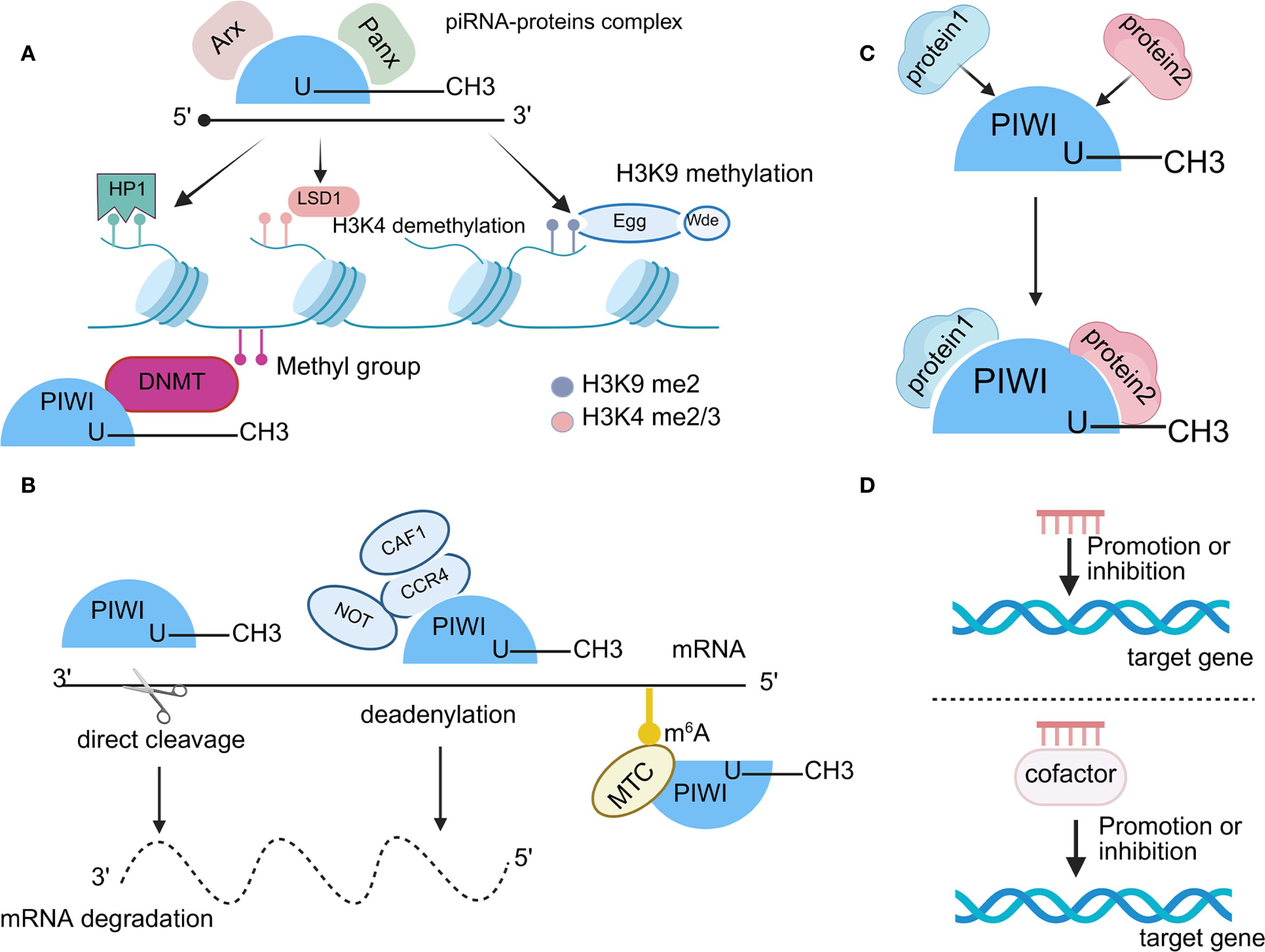 Diagram illustrating the piRNA-protein complex and its functions. Panel A shows piRNA interacting with proteins, affecting DNA by H3K9 methylation and H3K4 demethylation. Panel B depicts mRNA degradation via direct cleavage and deadenylation. Panel C illustrates protein binding to PIWI-piRNA complexes. Panel D shows the promotion or inhibition of target genes through direct interaction or cofactors.