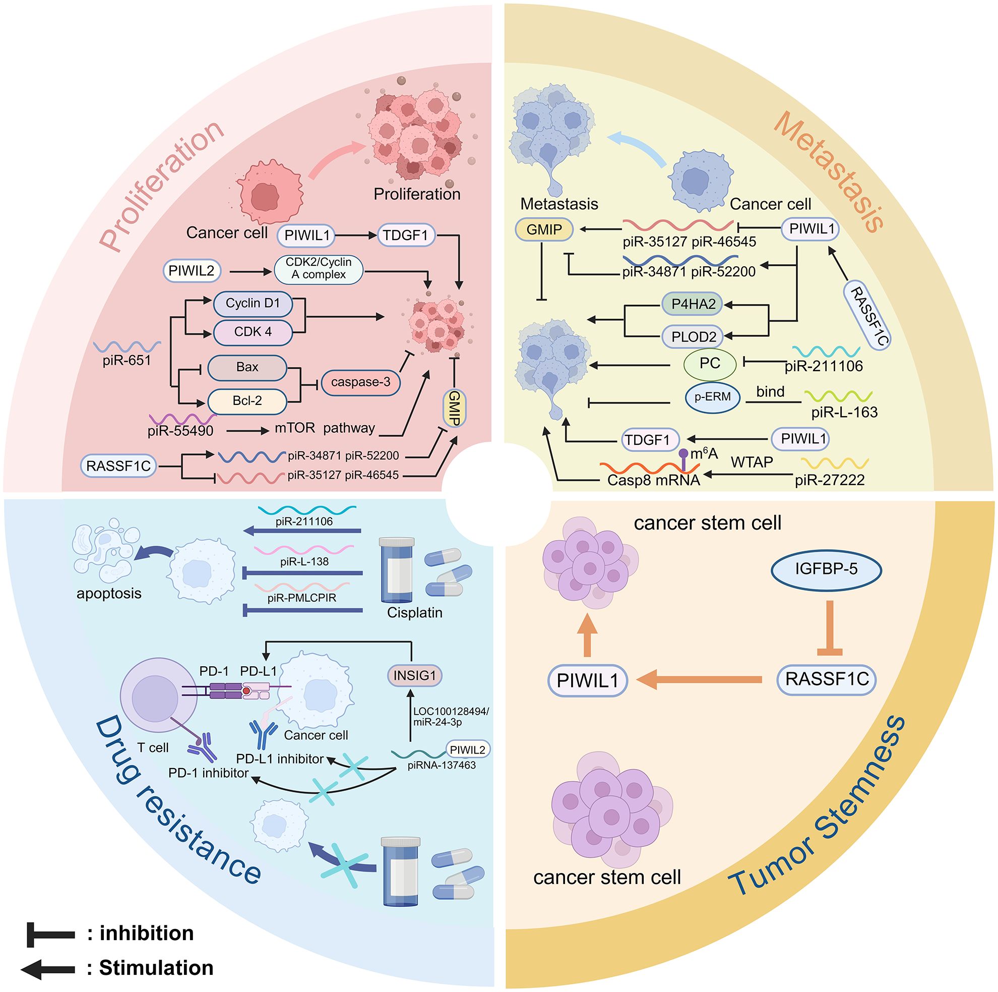Infographic divided into four sections illustrating cancer processes: proliferation, metastasis, drug resistance, and tumor stemness. Each section contains detailed molecular pathways with elements like PIWIL1, RASSF1C, and TGF1. Arrows indicate inhibition or stimulation effects, shown in different colors. Icons represent cancer cells, drugs, and molecular compounds.