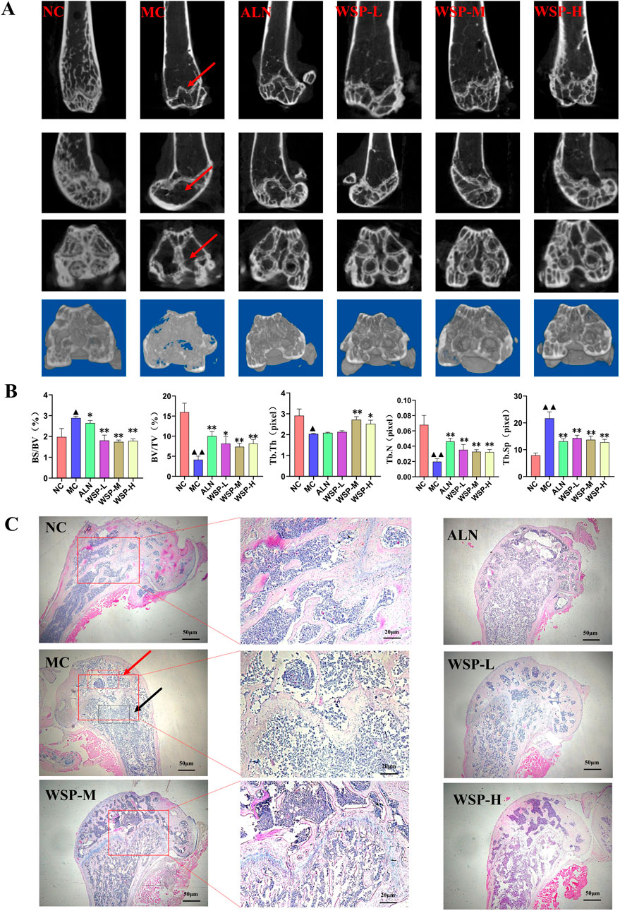 Panel A shows bone scan images with six categories: NC, MC, ALN, WSP-L, WSP-M, and WSP-H. Red arrows indicate specific features. Panel B presents bar graphs with statistical data for BS/TV, BV/TV, Tb.Th, Tb.N, and Tb.Sp across these categories. Panel C displays histological images with close-ups for NC, MC, and WSP-M, highlighting tissue characteristics; ALN, WSP-L, and WSP-H are also shown in detail.