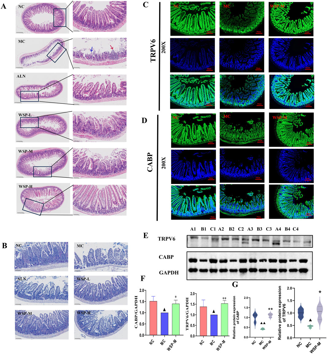 Histological and immunofluorescent analysis of rat intestines shows different treatments. Panel A displays H&E-stained intestinal sections, with labels NC, MC, ALN, WSP-L, WSP-M, and WSP-H. Panel B shows Alcian blue-stained sections. Panels C and D depict TRPV6 and CABP protein expression via immunofluorescence, respectively. Panel E presents Western blot results for TRPV6, CABP, and GAPDH. Panel F contains bar graphs comparing CABP and TRPV6 protein expression. Panel G includes violin plots showing relative mRNA expression data for the same proteins, indicating significant differences among treatments.