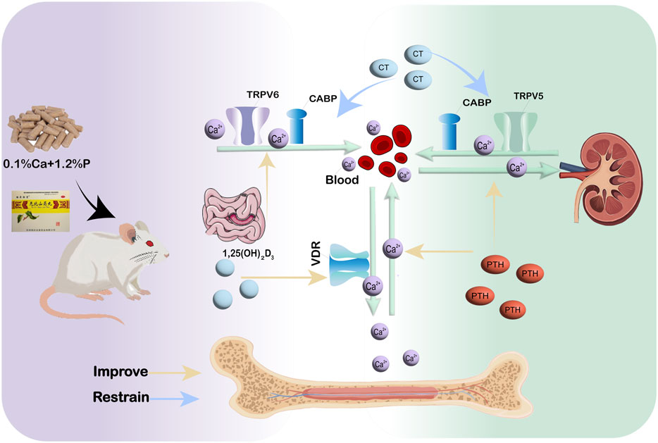 Diagram illustrating calcium and phosphorus metabolism in a rat. It shows pathways involving TRPV6, TRPV5, calcium-binding proteins, and blood calcium levels. Dietary components include 0.1% calcium and 1.2% phosphorus. The kidney and bone are depicted, with arrows indicating feedback mechanisms like parathyroid hormone (PTH) and vitamin D3 effects. Text indicates improvements or restraints in bone health.