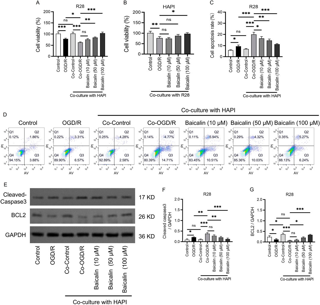 Bar graphs and scatter plots in scientific figures showcase cell viability, apoptosis, and protein expression under various conditions. Graphs A to C depict cell viability and apoptosis rates with baicalin treatment in co-cultures of R28 and HAPI cells. Scatter plots in D illustrate apoptosis-related data. Western blots in E display expression levels of cleaved Caspase 3, BCL2, and GAPDH. Graphs F and G quantify protein expression ratios. Statistical significance is indicated with asterisks, and error bars represent variability.