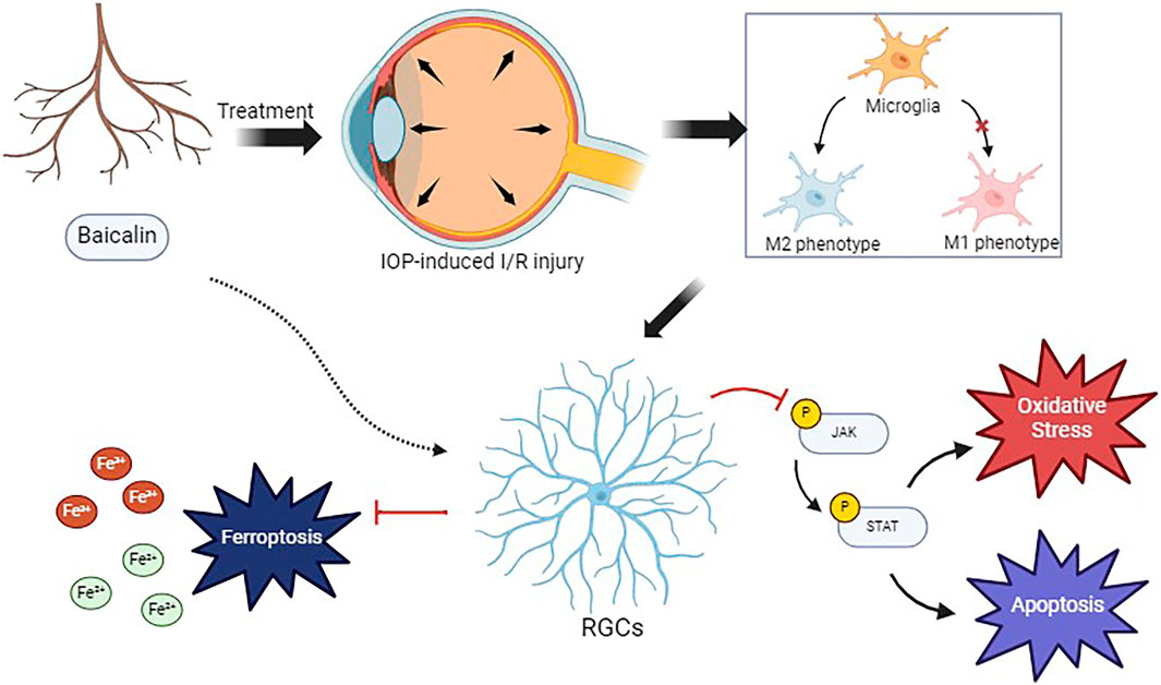 Flowchart showing how baicalin treatment affects IOP-induced I/R injury in an eye. The treatment shifts microglia from M1 to M2 phenotype, inhibiting ferroptosis in retinal ganglion cells (RGCs). This blockade reduces oxidative stress and apoptosis by affecting JAK and STAT pathways.