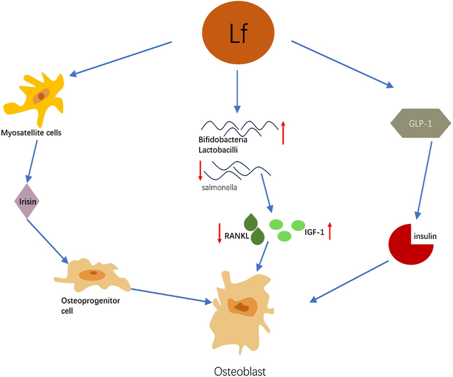 Diagram illustrating the effects of Lf on cells. Lf influences Bifidobacteria and Lactobacilli positively and reduces Salmonella. This leads to increased IGF-1 and decreased RANKL. GLP-1 and insulin are also involved. The process affects osteoblast formation from osteoprogenitor cells, influenced by myosatellite cells and irisin. Blue arrows show the pathways.