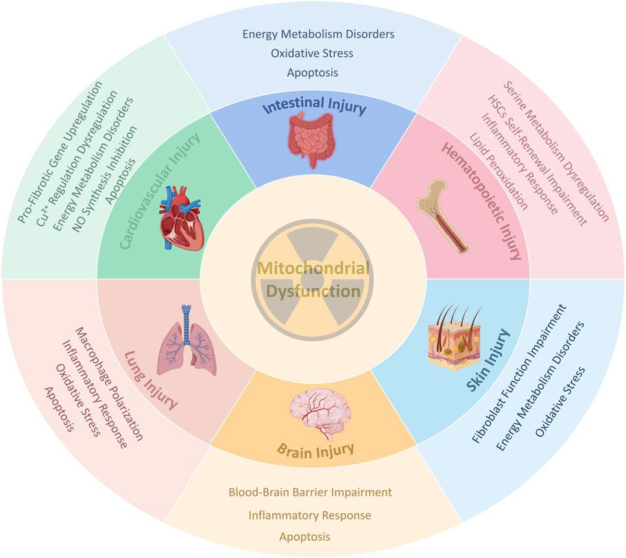 Diagram illustrating the effects of mitochondrial dysfunction on different organ injuries. Central circle labeled