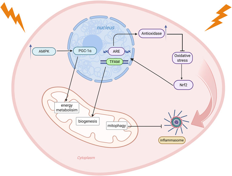 Diagram illustrating cellular pathways involved in energy metabolism, biogenesis, and oxidative stress. It shows AMPK activating PGC-1α, leading to energy metabolism and biogenesis. TFAM aids in antioxidase production, reducing oxidative stress. Inflammation is related to the inflammasome. Elements are labeled within the cellular cytoplasm and nucleus.