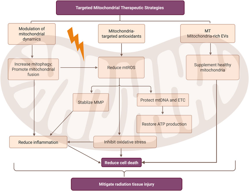 Flowchart illustrating targeted mitochondrial therapeutic strategies to mitigate radiation tissue injury. It includes modulation of mitochondrial dynamics, mitochondria-targeted antioxidants, and supplementation of healthy mitochondria. Processes like increasing mitophagy, reducing reactive oxygen species, stabilizing mitochondrial membrane potential, and restoring ATP production lead to reduced cell death and inflammation.