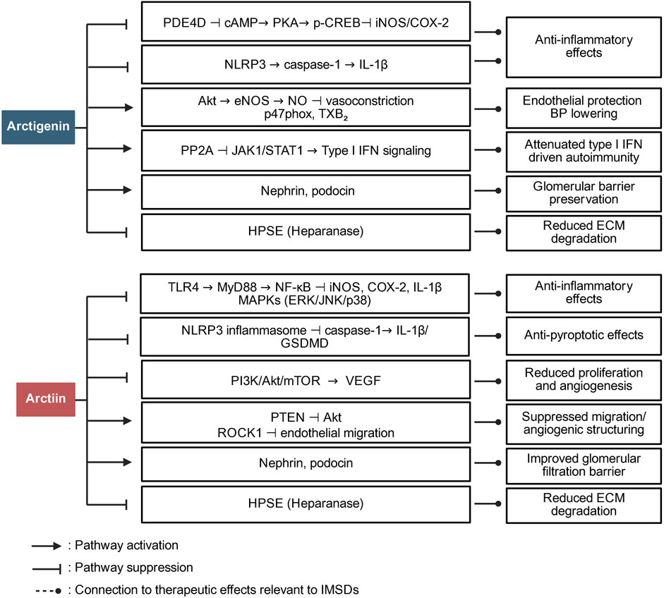 Flowchart illustrating the biochemical pathways and effects of Arctigenin and Arctiin. Arctigenin-modulated pathways include PDE4D to cAMP impacting anti-inflammatory effects, and Akt to eNOS leading to endothelial protection. Arctiin-modulated pathways show TLR4 to NF-kB affecting anti-inflammatory effects. Suppression and activation pathways are marked, with connections to therapeutic effects on immune-mediated diseases.