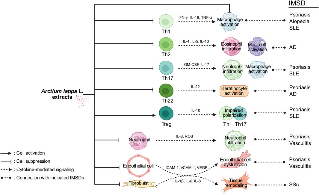 Diagram showing the effects of “Arctium lappa L. (A. lappa)” extracts on cell activities and immune-mediated skin diseases (IMSDs). A. lappa extracts modulate various cell activations and cytokine signaling in different T-helper cells (Th1, Th2, Th17, Th22, Treg), linked to psoriasis, alopecia, SLE, AD, vasculitis, and SSc.