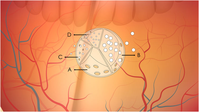 Illustration of the intestinal wall showing a circular structure with labeled sections A, B, C, and D, each containing varying sizes and quantities of spheres. The background depicts a network of red and blue vessels.
