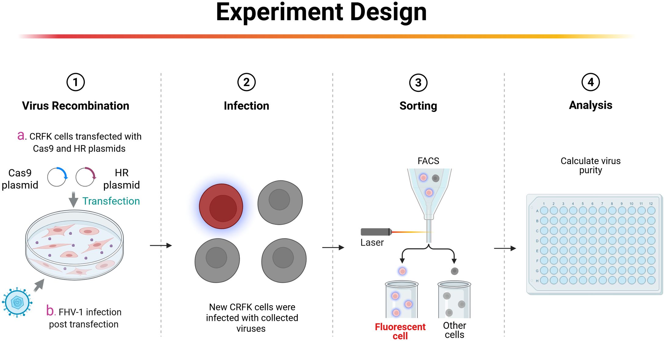 Experiment design diagram illustrating four steps: 1) Virus Recombination: CRFK cells transfected with Cas9 and HR plasmids, followed by FHV-1 infection. 2) Infection: New CRFK cells infected with collected viruses. 3) Sorting: FACS used to separate fluorescent and other cells. 4) Analysis: Virus purity calculated.