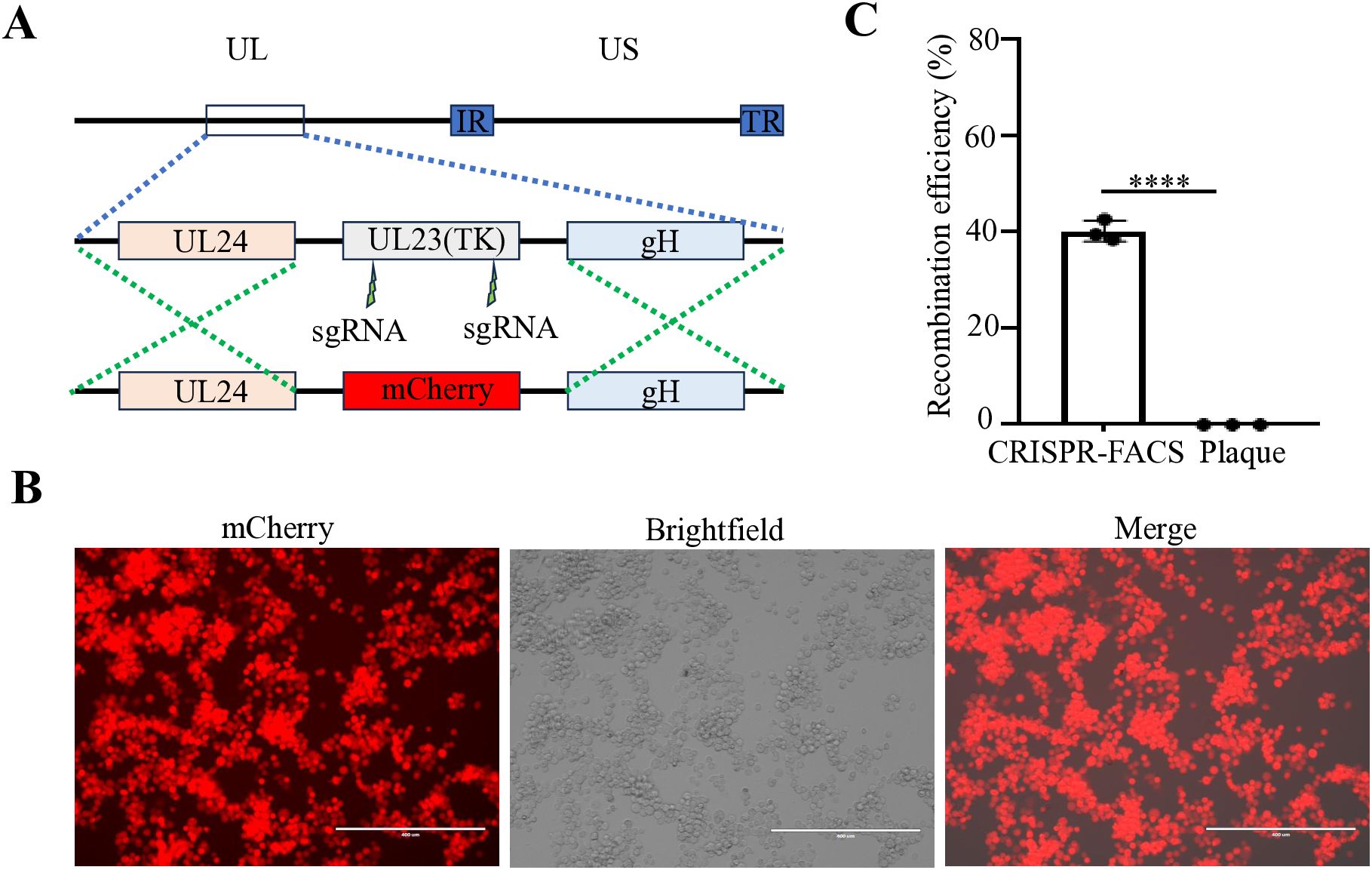 Diagram illustrating a gene editing strategy, including a linear representation of viral genome components with mCherry inserted between UL24 and gH. Fluorescent (mCherry), brightfield, and merged images depict cell expression, highlighting sgRNA targeting. A bar chart shows recombination efficiency, with CRISPR-FACS achieving approximately 40% and plaque assay 0%, marked by asterisks indicating statistical significance.