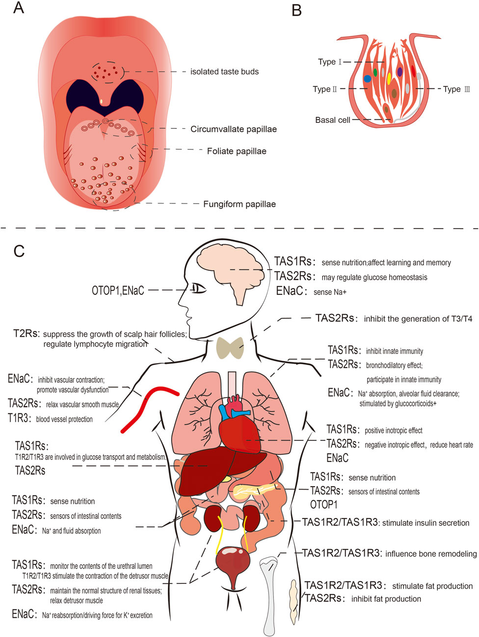 Diagram showing human taste receptors and their functions. Panel A illustrates tongue anatomy with isolated taste buds, circumvallate, foliate, and fungiform papillae. Panel B shows taste bud cell types: Type I, II, III, and basal cells. Panel C depicts a human silhouette, labeling taste receptor functions throughout the body: TAS1Rs, TAS2Rs, ENaC, and OTOP1, highlighting roles in nutrition, memory, immunity, and bodily functions.