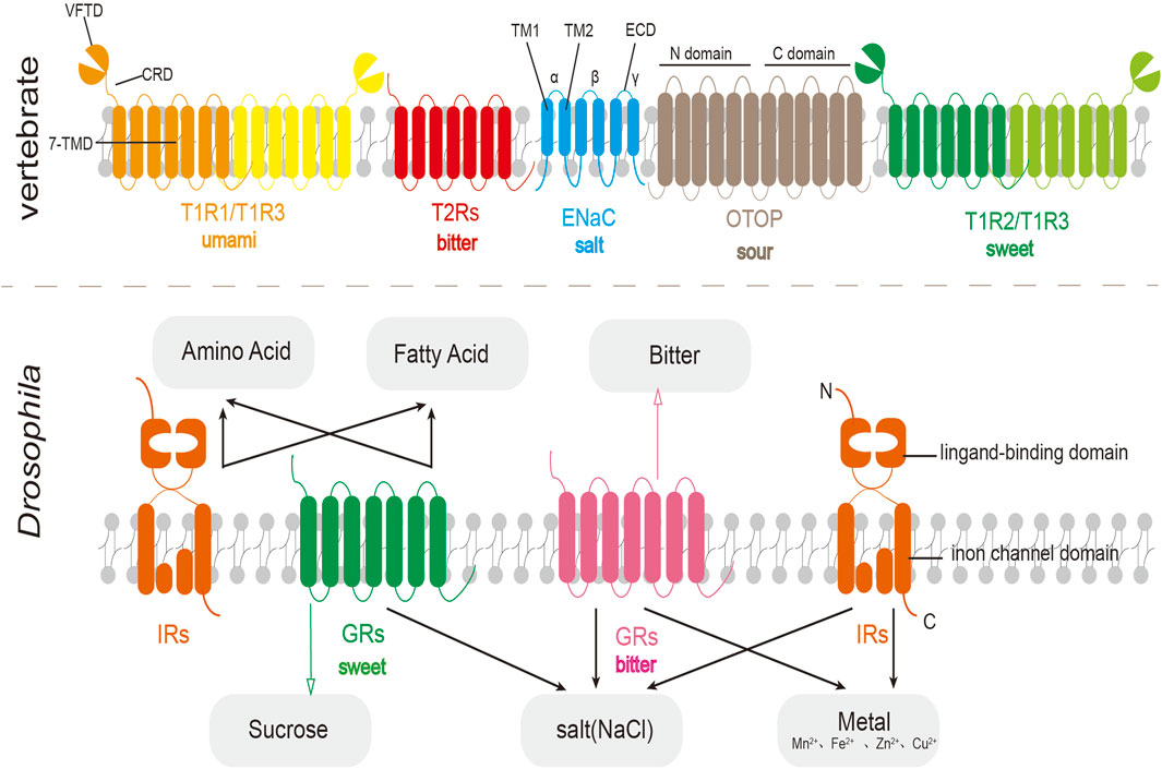 Diagram comparing taste receptor structures between vertebrates and Drosophila. The top section shows vertebrate receptors for umami, bitter, salt, sour, and sweet tastes. The bottom section displays Drosophila receptor types for amino acid, fatty acid, bitter, sucrose, salt, and metal tastes, including GRs and IRs with ligand-binding and ion channel domains. Interactions between different tastes and receptors are indicated with arrows.