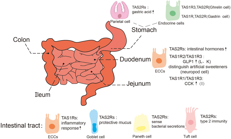 Diagram of the intestinal tract highlighting the stomach, duodenum, jejunum, ileum, and colon. Various cells such as parietal, endocrine, ECCs, goblet, Paneth, and tuft cells are depicted. Labels indicate functions like gastric acid secretion, hormone release, inflammatory response, mucus protection, bacterial sensing, and type 2 immunity, associated with TAS1R and TAS2R receptors.