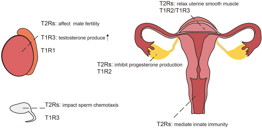 Diagram depicting reproductive organs with annotations for T1R and T2R receptors. The male reproductive system is shown with notes stating T2Rs affect fertility and T1R3 increases testosterone production. The female reproductive system has annotations that T2Rs inhibit progesterone production and relax uterine muscles, with T1R2 and T1R3 involved. Additionally, T2Rs impact sperm chemotaxis in sperm and mediate innate immunity.