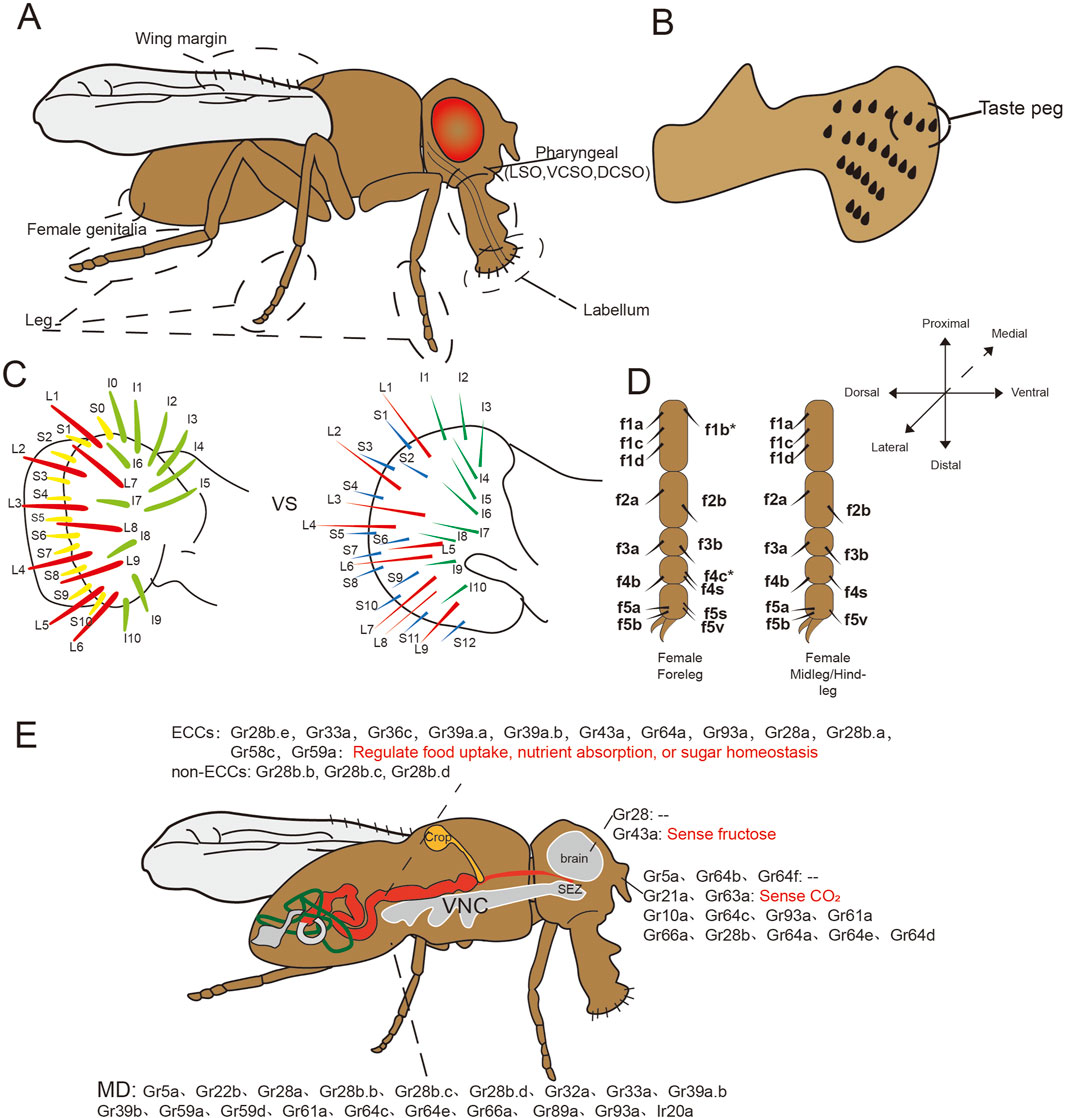 Illustration of a fruit fly anatomy highlighting taste-related structures. Panel A shows a lateral view with labeled parts such as wing margin, pharyngeal, and labellum. Panel B details a taste peg. Panel C illustrates two distribution patterns of Drosophila labellar taste bristles, with different colors representing different types of taste bristles. Panel D shows leg segment diagrams for female foreleg and midleg/hindleg, with labels like f1a and f5a. Panel E provides neural circuits and receptors associated with taste, indicating roles in food uptake and sugar homeostasis. The image includes labels for receptors and anatomical directions like proximal and distal.