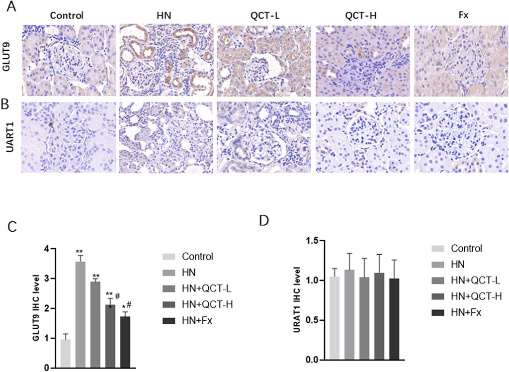 Histological analysis and bar graphs: Panels A and B show microscopic images of kidney tissue stained for GLUT9 and URAT1 under different conditions (Control, HN, QCT-L, QCT-H, Fx). Panel C shows a bar graph of GLUT9 IHC levels across different conditions, with HN showing the highest levels. Panel D presents a bar graph for URAT1 IHC levels, showing little variation across conditions.