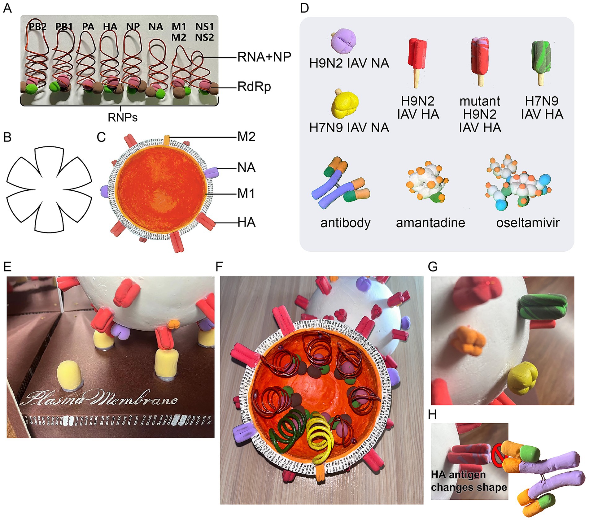 Diagram of influenza virus structure and components. (A) Viral RNA segments with proteins PB2, PB1, PA, HA, NP, NA, M1, M2, NS1, and NS2. (B) Schematic of viral structure. (C) Cross-section showing virus layers M2, NA, M1, and HA. (D) Structures of viral components and drugs: H9N2 IAV NA, H9N2 IAV HA, mutant H9N2 IAV HA, H7N9 IAV HA, antibodies, amantadine, and oseltamivir. (E) Surface view with labeled plasma membrane. (F) Cross-sectional view with internal detail. (G) Close-up of surface proteins. (H) HA antigen shape change illustration.