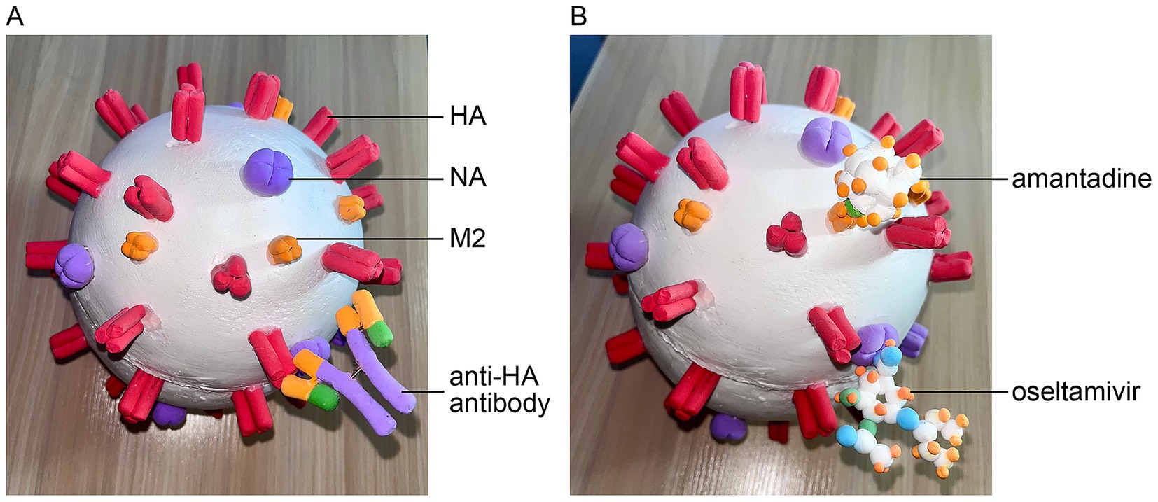 Two-panel image of a 3D influenza virus model. Panel A shows the virus with labeled components: red HA spikes, purple NA, orange M2, and an attached anti-HA antibody. Panel B depicts the virus with added molecules: amantadine and oseltamivir, both illustrated with cluster models binding to the virus surface.