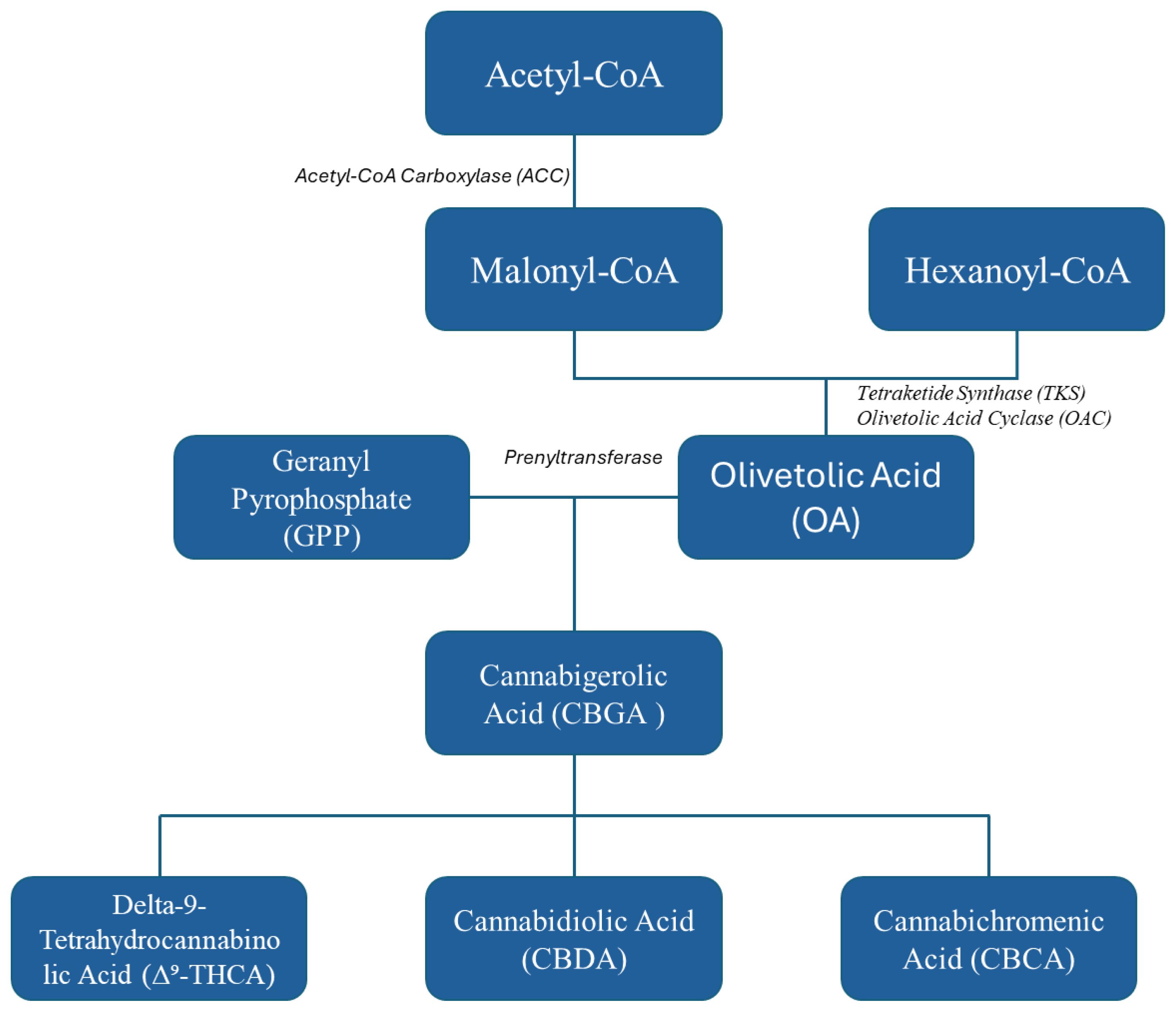 Flowchart depicting the biosynthesis of cannabinoids. Acetyl-CoA and Hexanoyl-CoA convert to Malonyl-CoA, forming Olivetolic Acid (OA) via TKS and OAC. Geranyl Pyrophosphate (GPP) and OA produce Cannabigerolic Acid (CBGA) through Prenyltransferase. CBGA then synthesizes Delta-9-Tetrahydrocannabinolic Acid (THCA), Cannabidiolic Acid (CBDA), and Cannabichromenic Acid (CBCA).