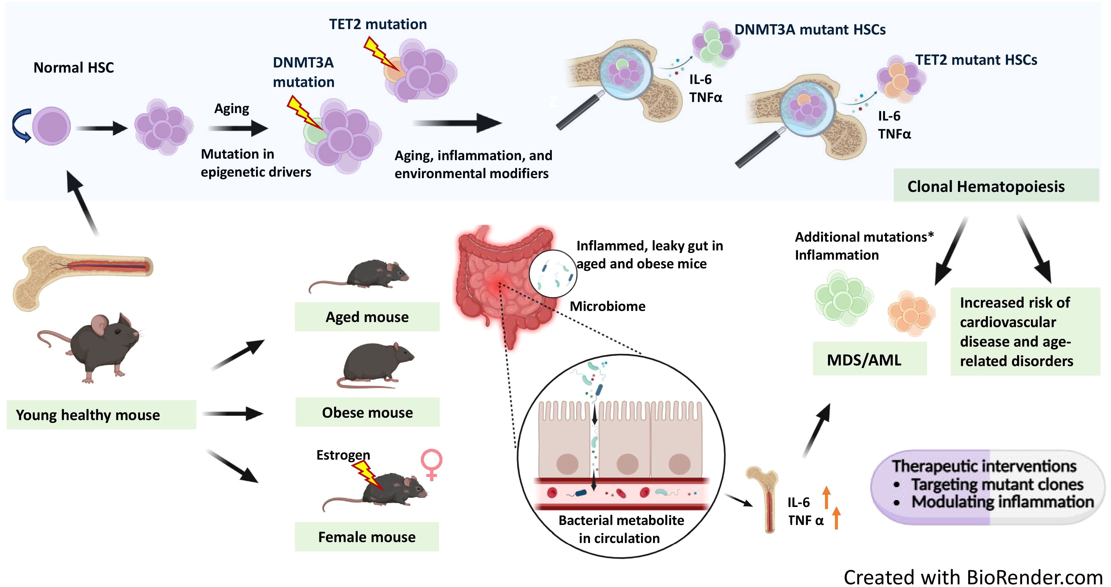 Diagram showing the progression of clonal hematopoiesis due to mutations in hematopoietic stem cells (HSCs), influenced by aging, inflammation, and environmental factors. It features TET2 and DNMT3A mutations and their link to increased cardiovascular and age-related disorders. Illustrations include mice, gut inflammation, and bacterial metabolites. Therapeutic interventions are suggested for targeting mutant clones and modulating inflammation.