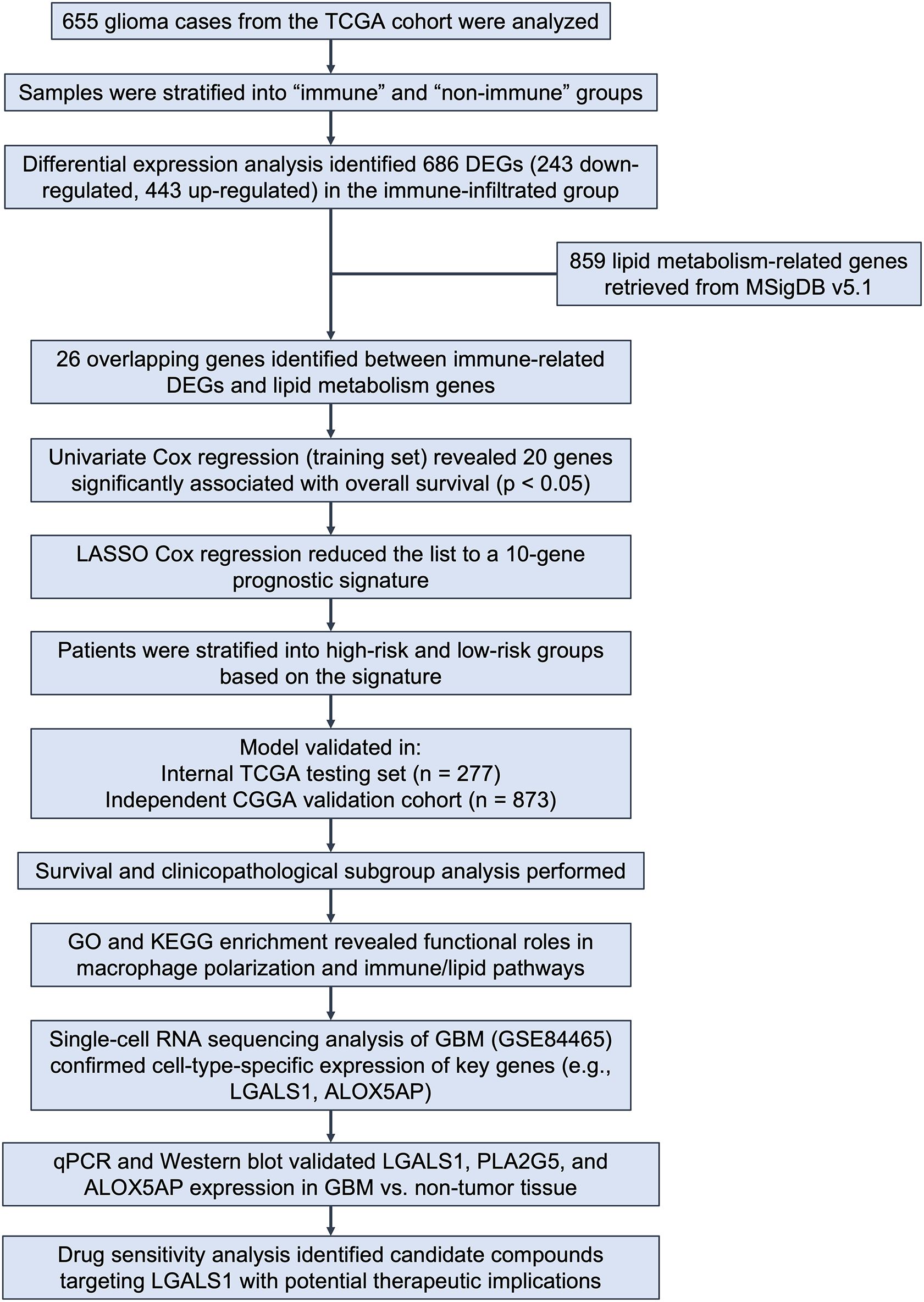 Flowchart detailing the analysis of 655 glioma cases from the TCGA cohort. Samples were divided into immune and non-immune groups, identifying 686 differentially expressed genes (DEGs) in the immune group. Analysis compared these with 859 lipid metabolism genes, finding 26 overlaps. Univariate Cox regression identified 20 genes, further refined to a 10-gene prognostic signature by LASSO Cox regression. Patients were classified into high-risk and low-risk groups, validated in TCGA and CGGA cohorts. Functional roles in macrophage polarization and immune/lipid pathways were discovered. Key genes were verified by qPCR and Western blot, with drug sensitivity analysis suggesting therapeutic targets.
