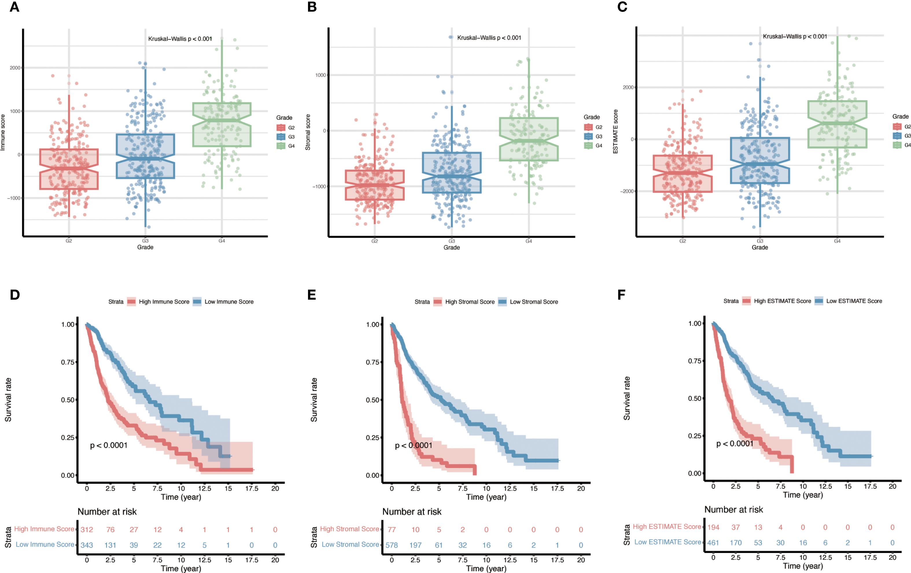 Charts displaying box plots and Kaplan-Meier survival curves. Chart A: Box plots showing immune scores across grades G2, G3, and G4, indicating significant differences (p < 0.001). Chart B: Box plots for stromal scores by grade, also showing significant differences (p < 0.001). Chart C: Box plots of ESTIMATE scores by grade with significant differences (p < 0.001). Chart D: Kaplan-Meier curves for high and low immune scores, indicating differing survival rates (p < 0.0001). Chart E: Kaplan-Meier curves for stromal scores, showing survival rate differences (p < 0.0001). Chart F: Kaplan-Meier curves for ESTIMATE scores, indicating significant survival differences (p < 0.0001).