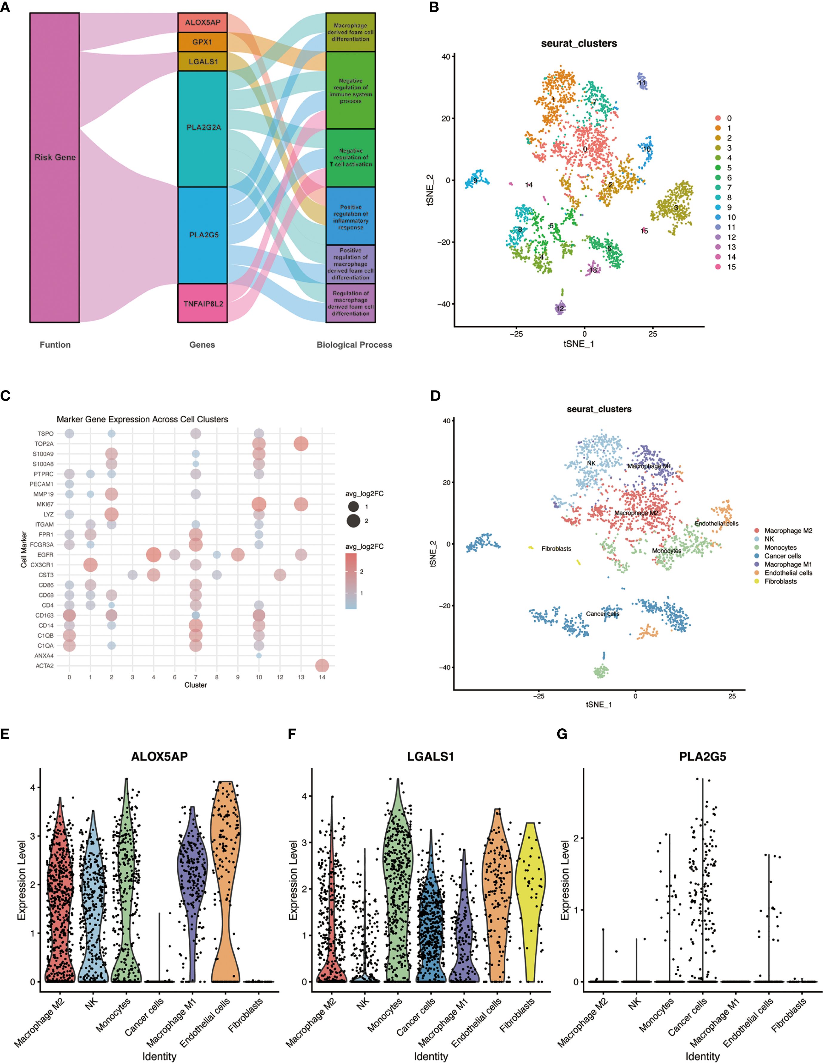 A set of diagrams illustrating gene expression and clustering in biological data. Panel A displays a Sankey diagram linking risk genes to biological processes. Panel B shows a t-SNE plot of cell clusters. Panel C presents a bubble plot of marker gene expression across cell clusters. Panel D is another t-SNE plot highlighting different cell identities. Panels E, F, and G display violin plots of gene expression levels for ALOX5AP, LGALS1, and PLA2G5 across various cell types, including macrophages, natural killer cells, and fibroblasts.