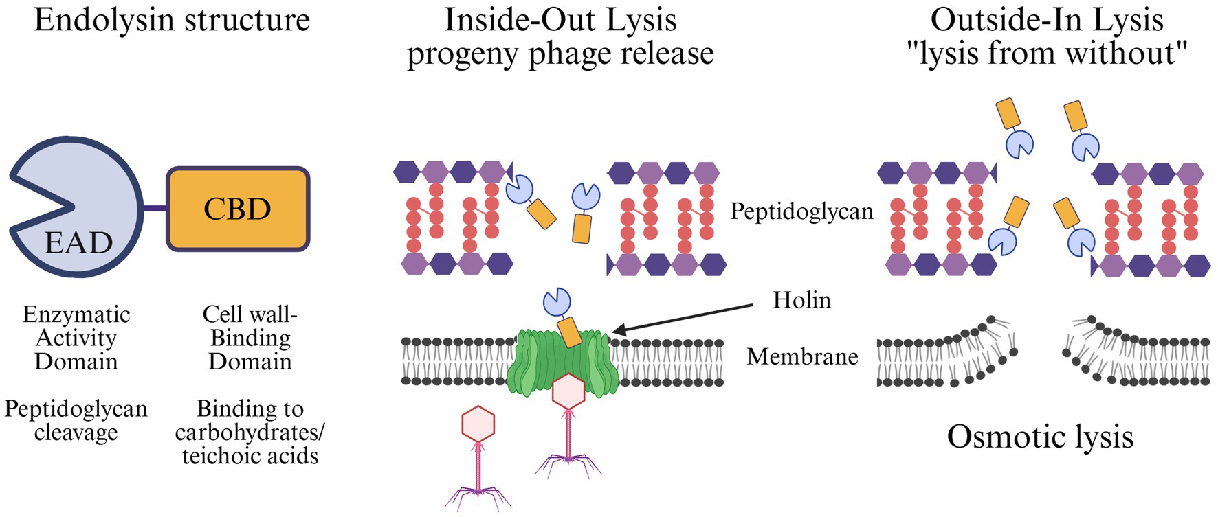 Diagram illustrating endolysin structure and two types of endolysin-induced lysis: inside-out lysis and outside-in lysis. The endolysin includes an enzymatic activity domain (EAD) and a cell wall-binding domain (CBD). Inside-out lysis involves holin disrupting the membrane, while outside-in lysis involves external endolysins causing osmotic lysis, targeting peptidoglycan.