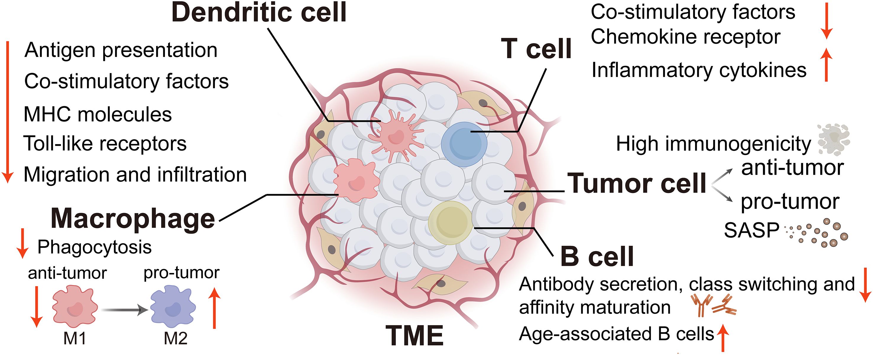 Diagram illustrating various immune cells in the tumor microenvironment (TME). Dendritic cells show reduced antigen presentation and migration. Macrophages exhibit anti-tumor M1 and pro-tumor M2 activities. T cells display reduced co-stimulatory factors, with increased chemokine receptors and inflammatory cytokines. B cells have decreased antibody secretion but increased age-associated B cells. Tumor cells are depicted as having high immunogenicity, influencing anti-tumor and pro-tumor pathways, with SASP indicated. Arrows denote increases or decreases in each function.