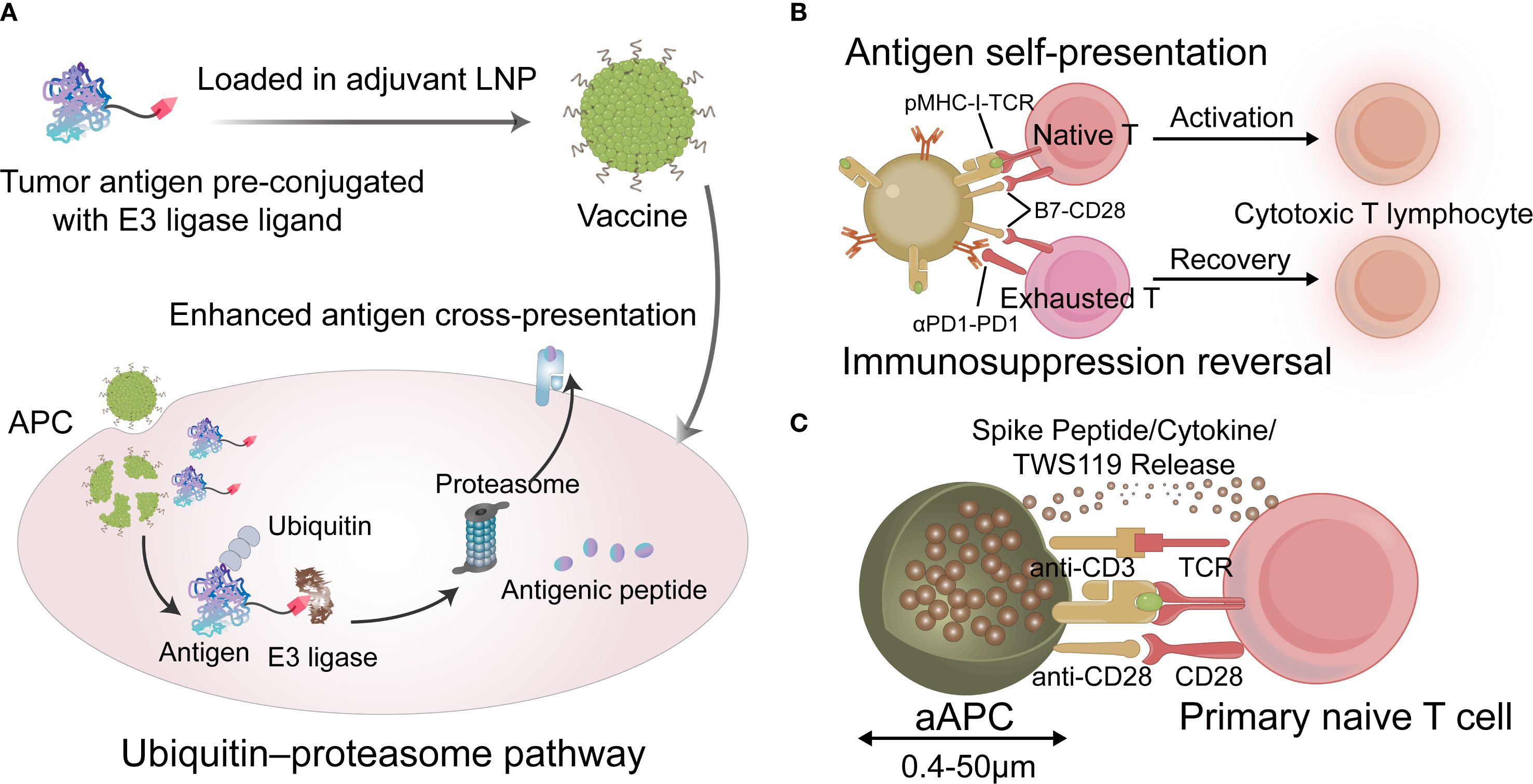 Diagram depicting a vaccine mechanism involving three panels. Panel A shows a vaccine loaded with tumor antigen pre-conjugated with E3 ligase ligand, enhancing antigen cross-presentation via the ubiquitin-proteasome pathway in an antigen-presenting cell (APC). Panel B illustrates antigen self-presentation leading to the activation of native T cells into cytotoxic T lymphocytes and the recovery of exhausted T cells, highlighting immunosuppression reversal. Panel C details the interaction between an artificial APC (aAPC) and a primary naive T cell, showing spike peptide, cytokine, and TWS119 release with surface markers like anti-CD3, anti-CD28, and TCR.