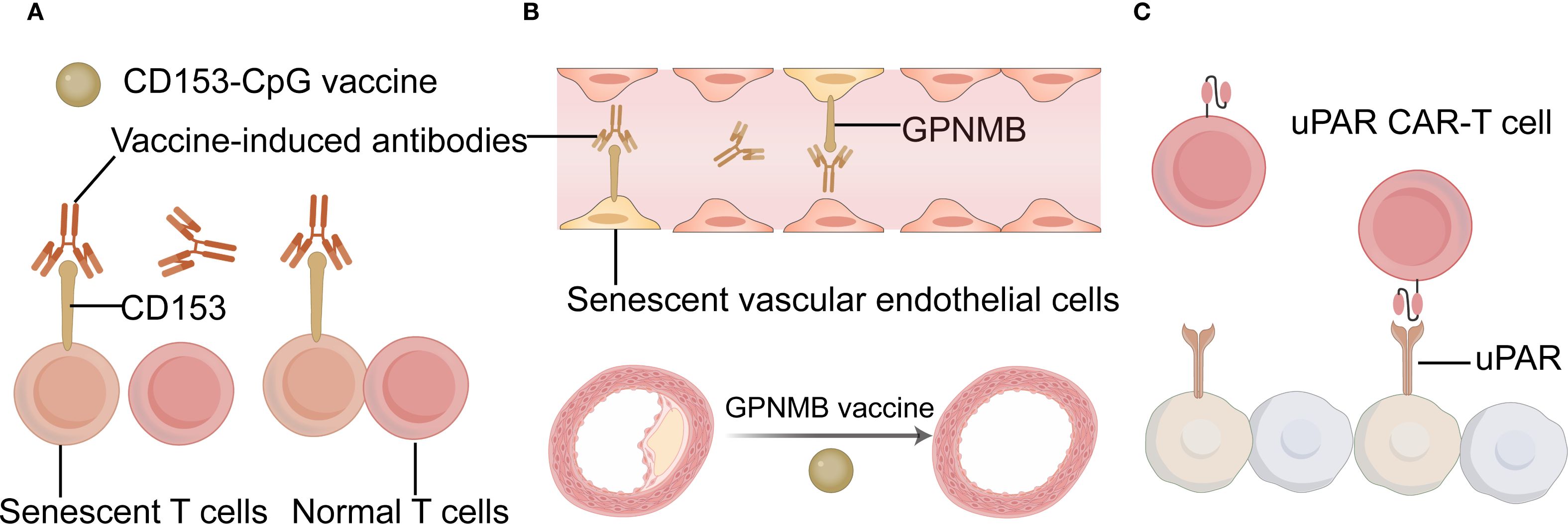 Illustration depicting three panels related to targeting senescent cells. Panel A shows CD153-CpG vaccine targeting CD153 on senescent T cells, generating antibodies that differentiate them from normal T cells. Panel B depicts GPNMB on senescent vascular endothelial cells, with a GPNMB vaccine illustration below. Panel C shows uPAR CAR-T cells targeting uPAR on cells, potentially reflecting a therapeutic approach for senescence.