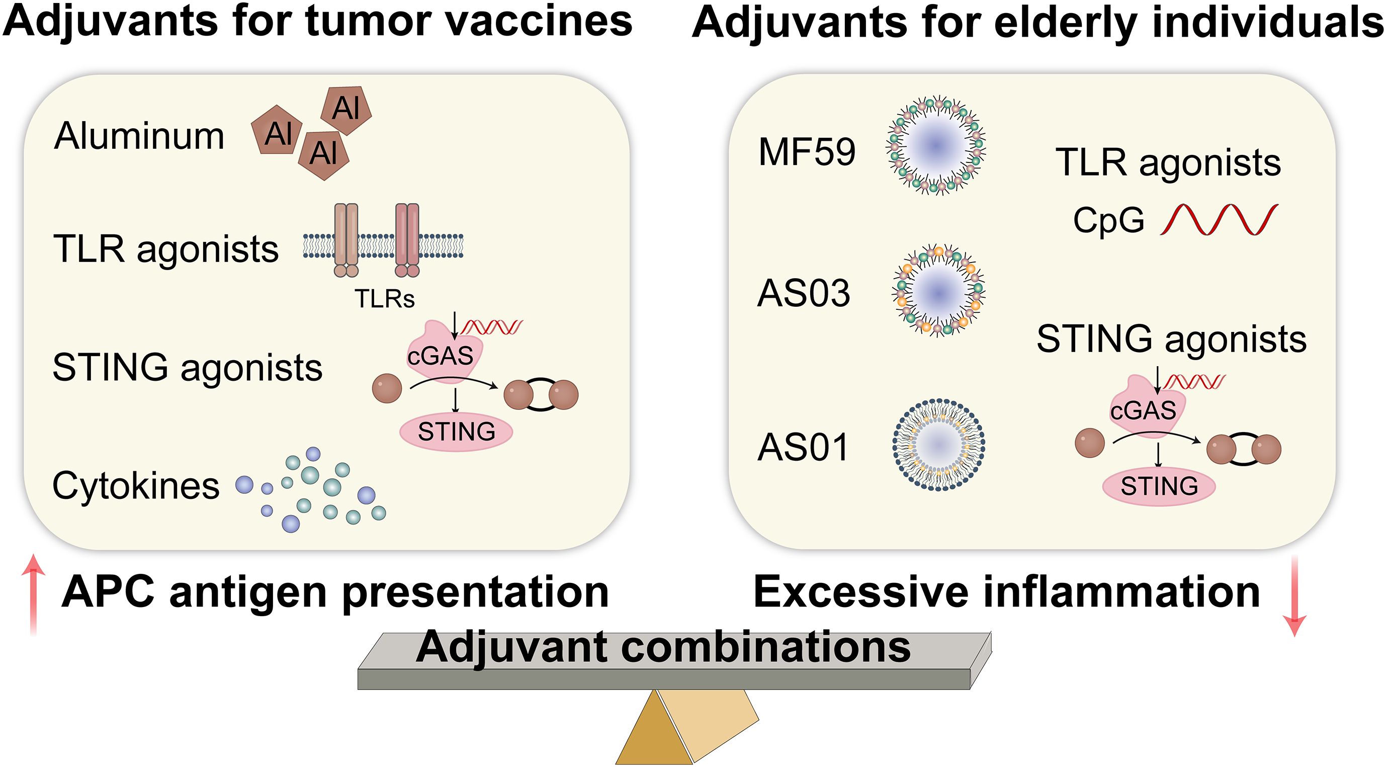 Diagram comparing adjuvants for tumor vaccines and elderly individuals. On the left, adjuvants include aluminum, TLR agonists, STING agonists, and cytokines, enhancing APC antigen presentation. On the right, adjuvants for elderly individuals include MF59, AS03, AS01, TLR agonists, and STING agonists, with a note on excessive inflammation. A balance labeled “Adjuvant combinations” indicates a careful selection of adjuvants.